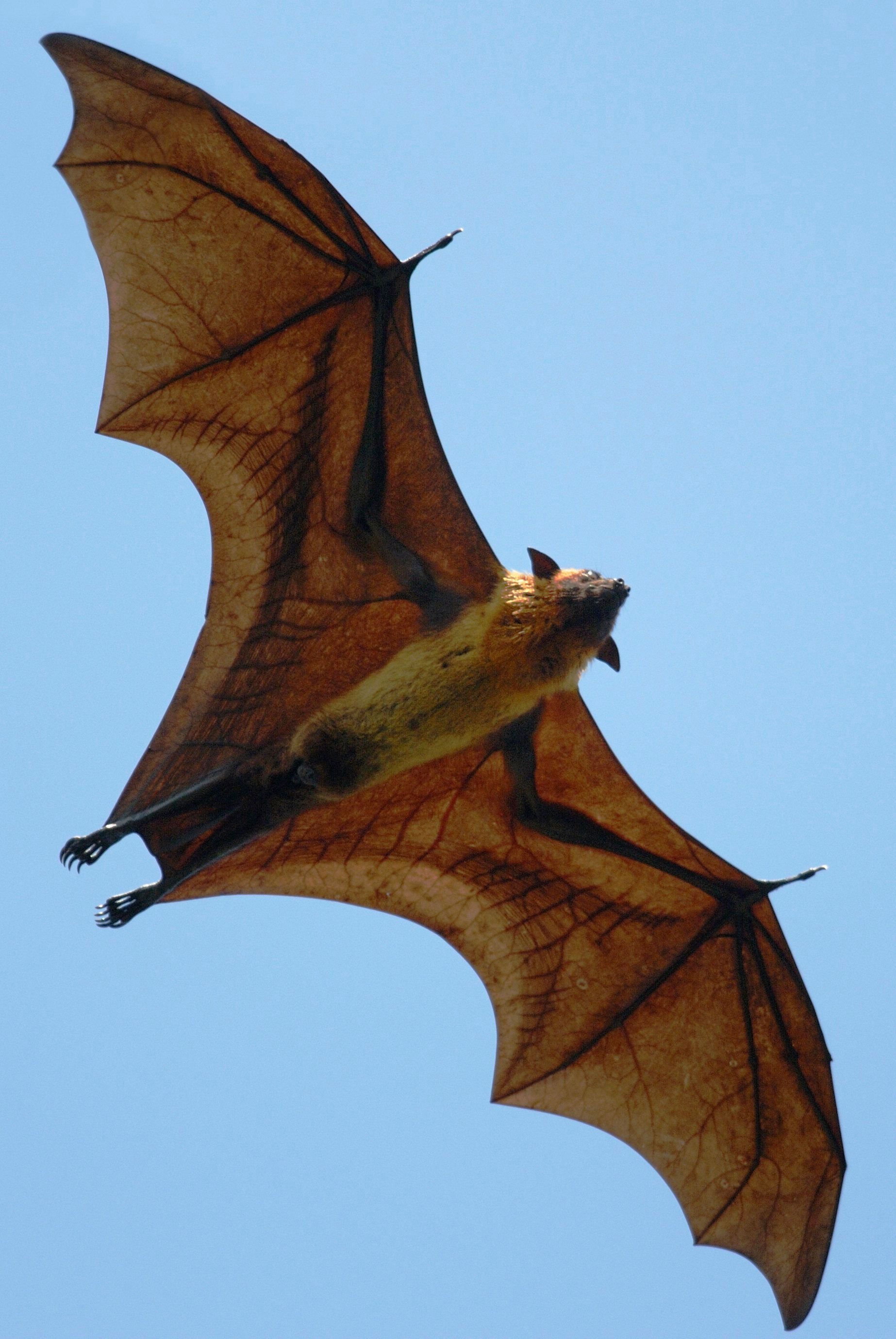 Wallpaper #bXf-JZMB-pgBXx60R6CV297 How to Make Bat Wings for a Costume Ehow