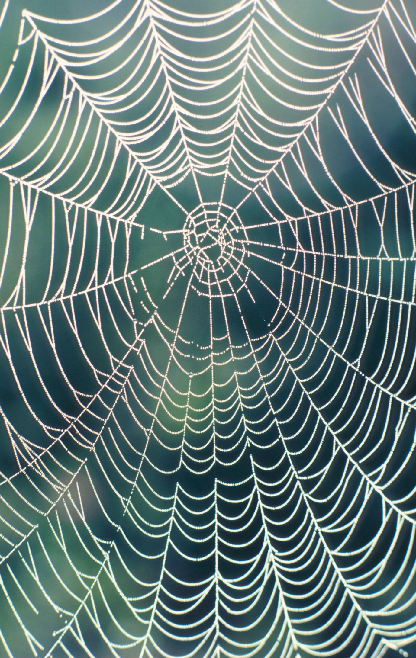 Wallpaper #F2jUHpMBSpphPi3-Fion152 How to Make a Realistic Spider Web Ehow