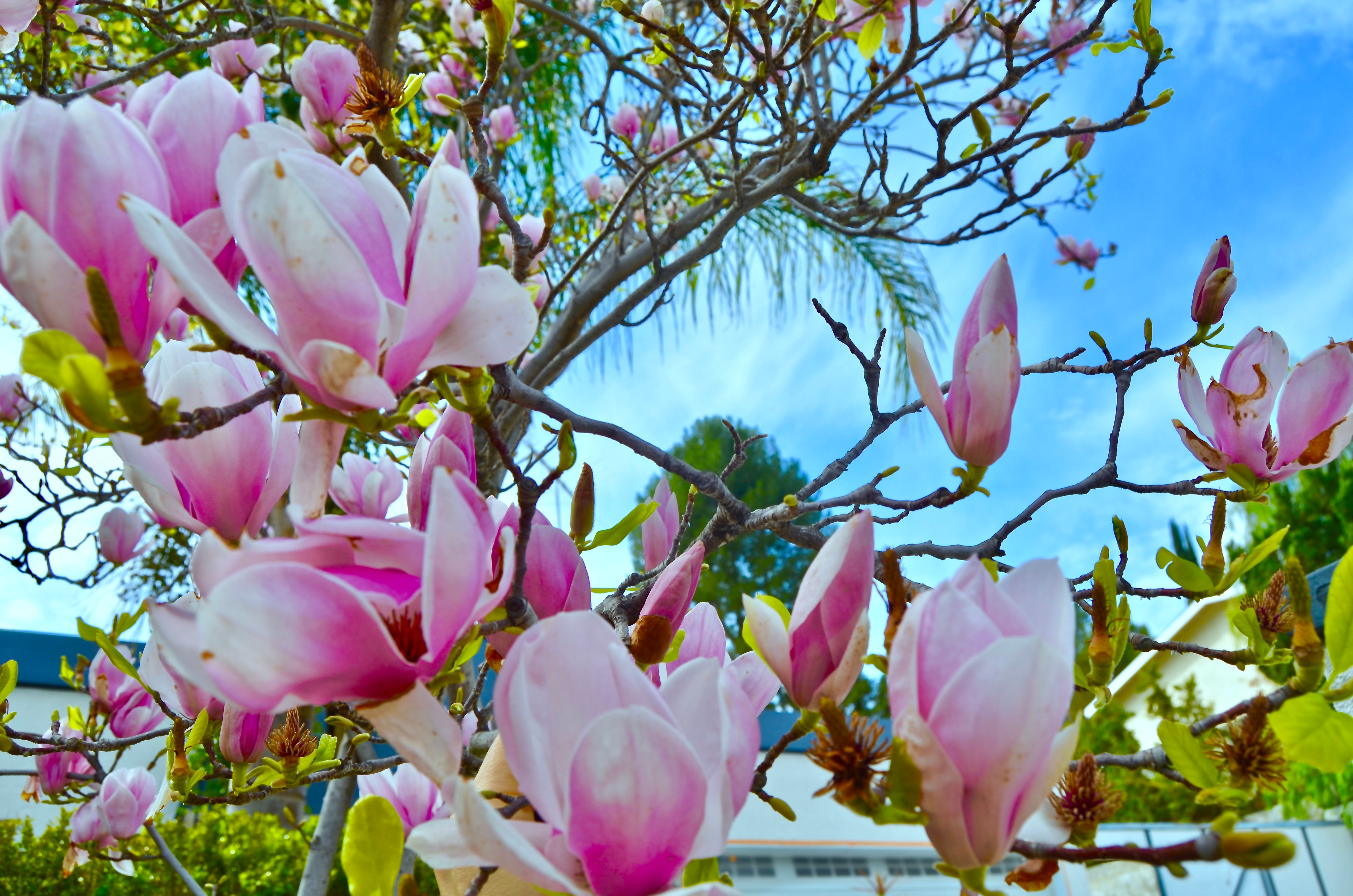 Wallpaper #35F56 Pink Magnolia Trees Crazy for Gardening