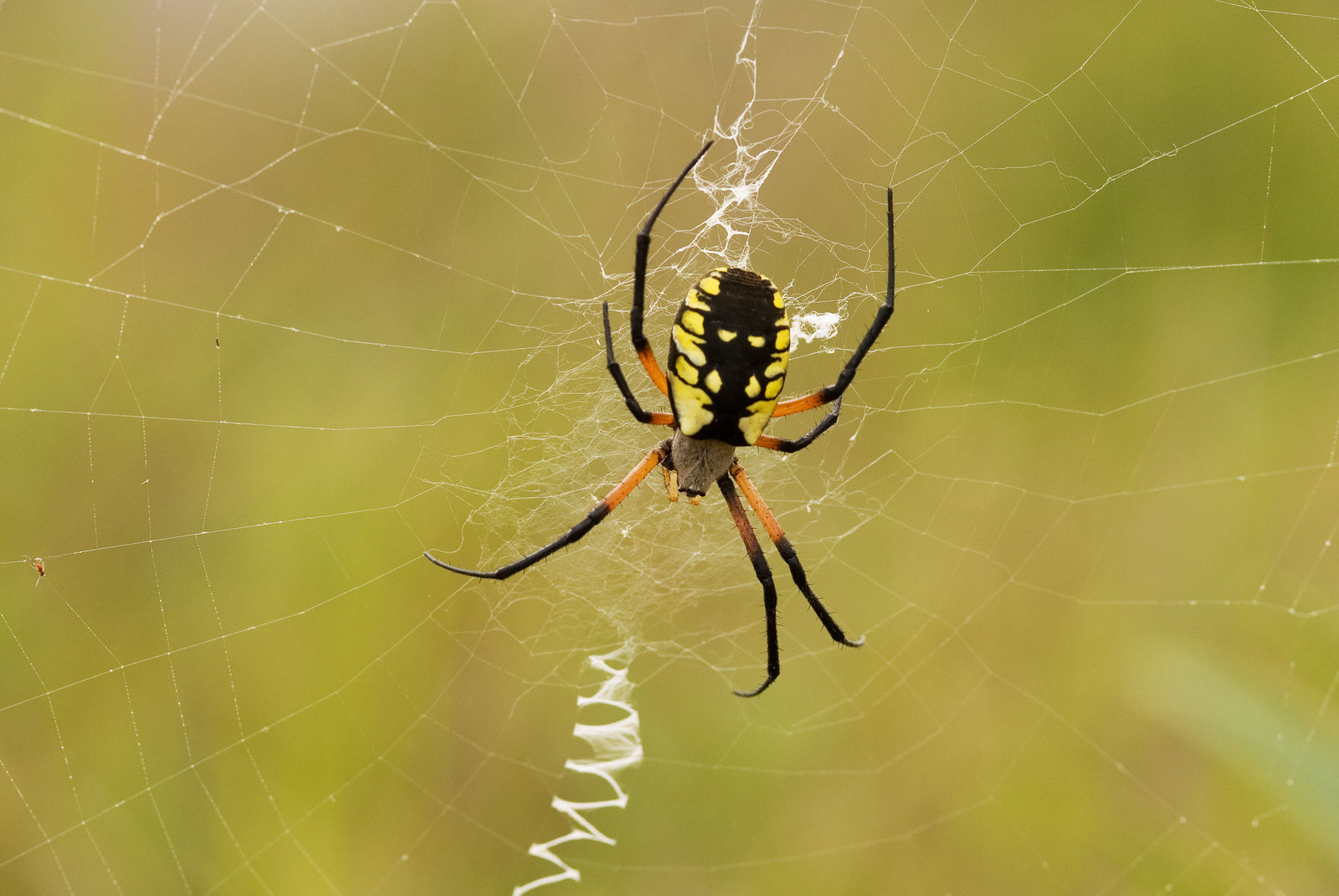 Wallpaper #HfQqOpMBKFX8bn3rhHgw337 Could Spider Silk Become a Natural Replacement for Plastic