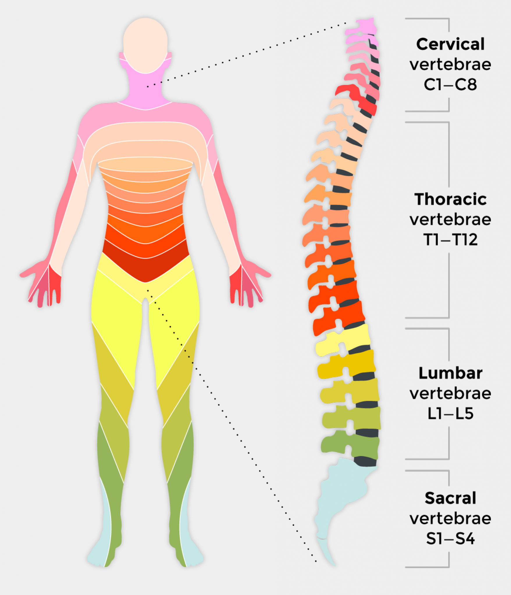Wallpaper #HmeNC5MBSpphPi3-KNo9197 What is a Spinal Cord Injury Sci First Aid for Free