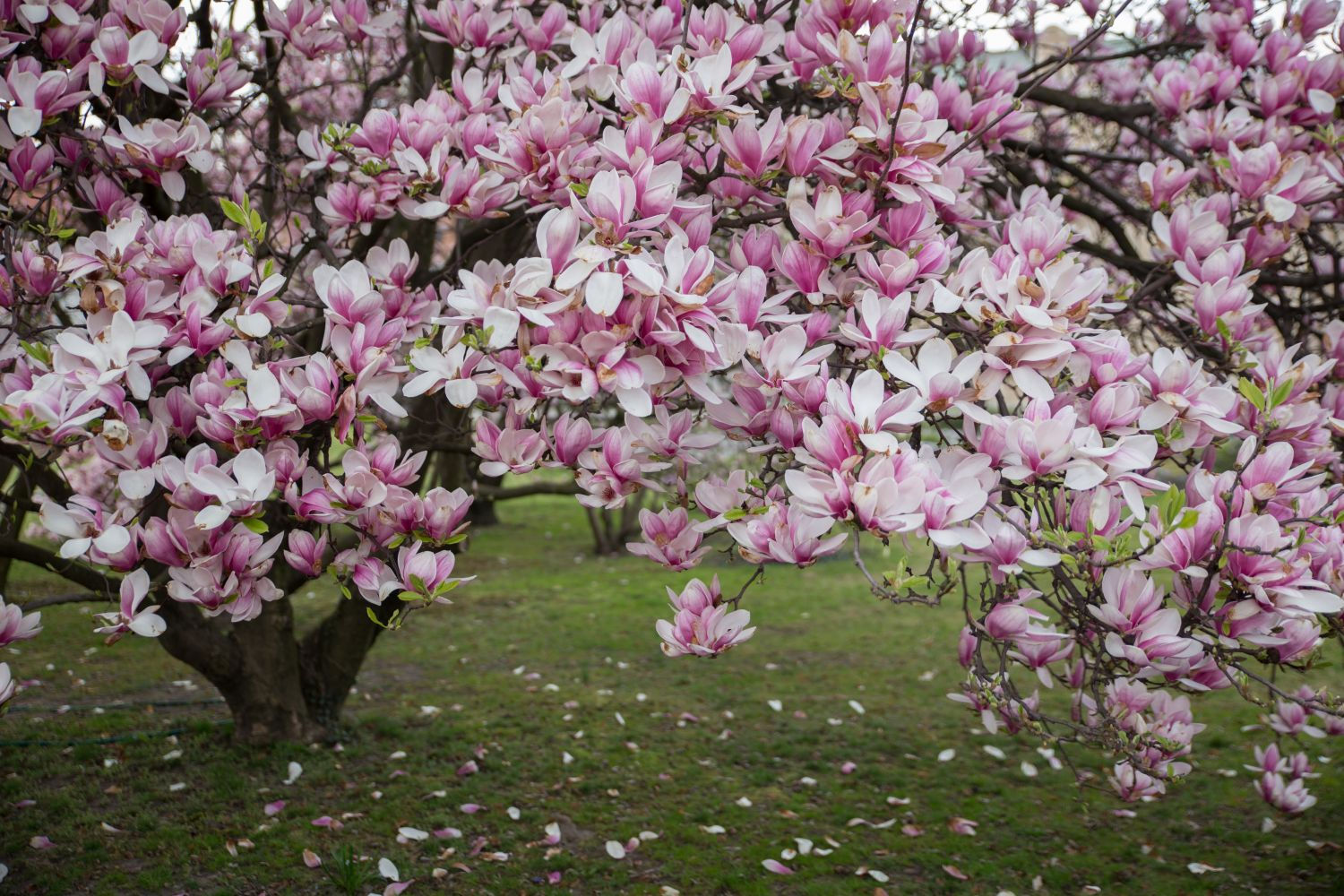 Wallpaper #35F56 Pink Magnolia Trees Crazy for Gardening