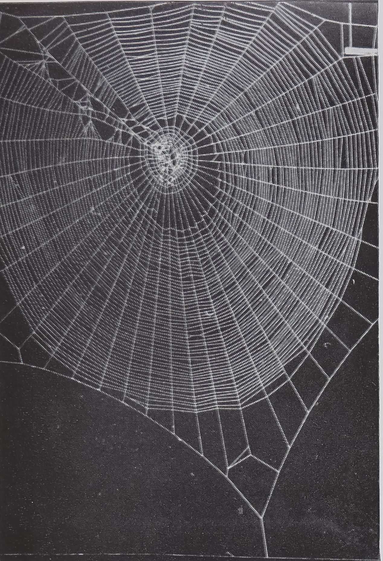 Wallpaper #F2jUHpMBSpphPi3-Fion6 Progressive Disturbance of Spider Web Geometryphysiology Behavior