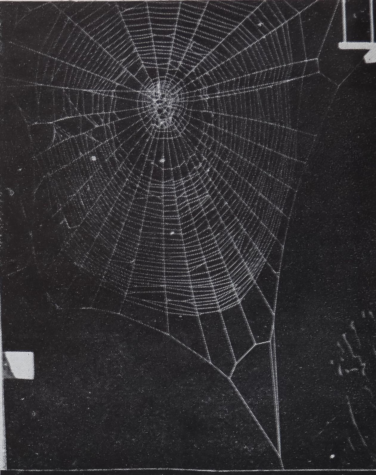 Wallpaper #F2jUHpMBSpphPi3-Fion10 Progressive Disturbance of Spider Web Geometryphysiology Behavior