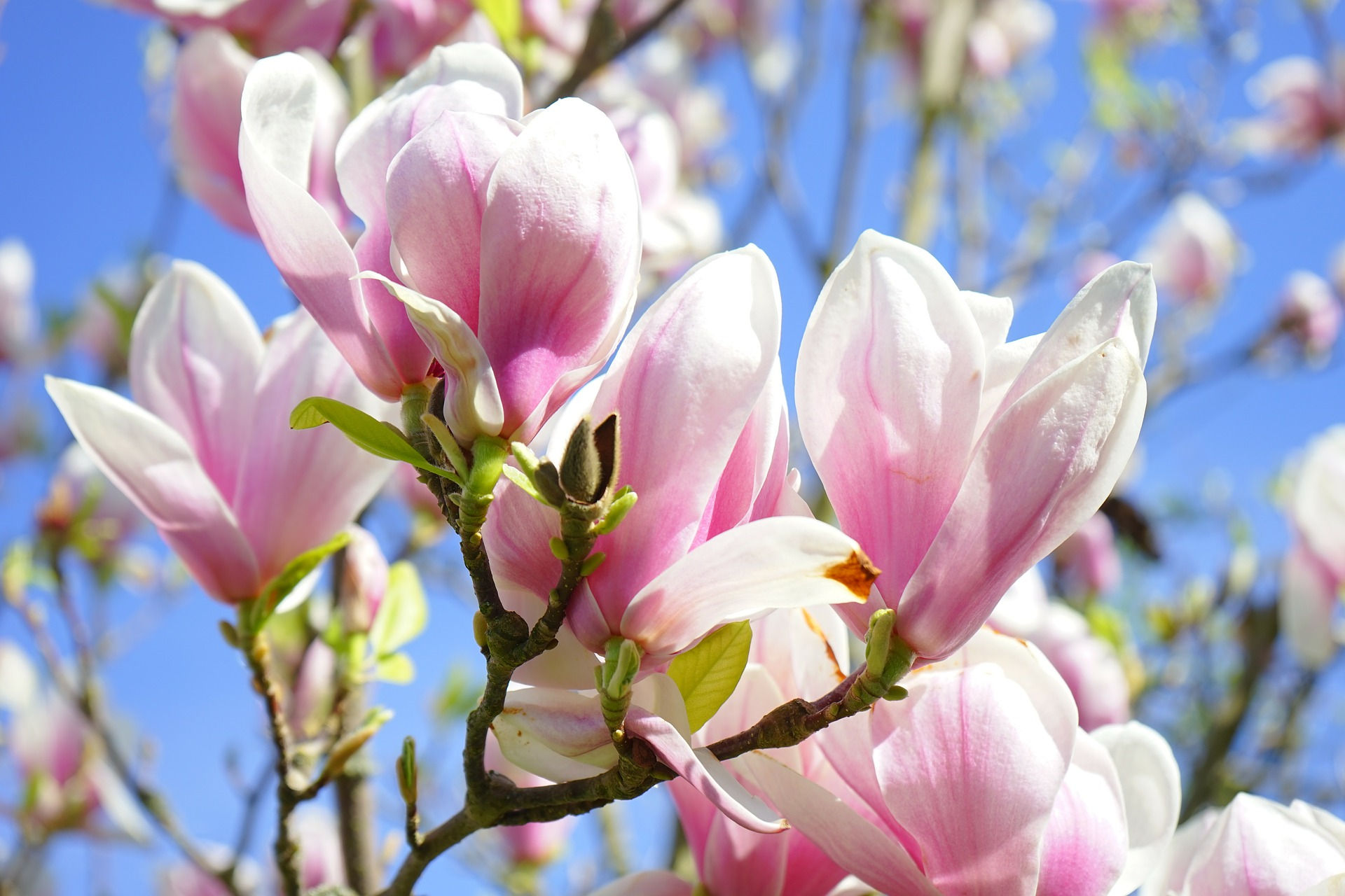 Wallpaper #35F56 Pink Magnolia Trees Crazy for Gardening