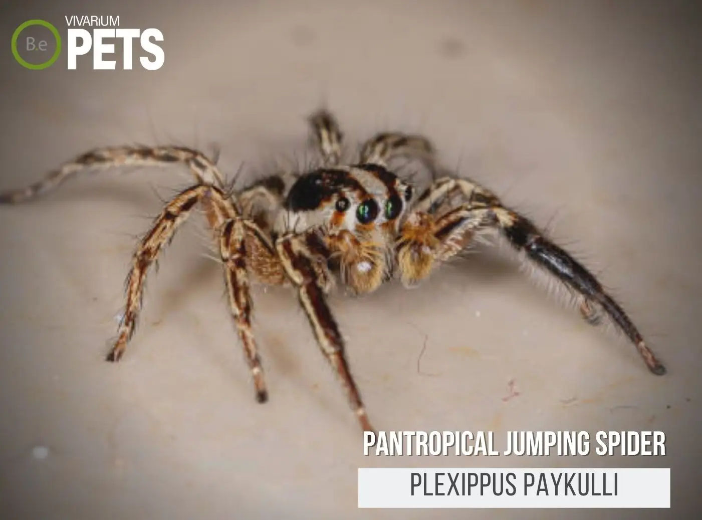 Wallpaper #wmfS65IBSpphPi3-9k4K99 Plexippus Paykulli a Pantropical Jumping Spider Care Guide