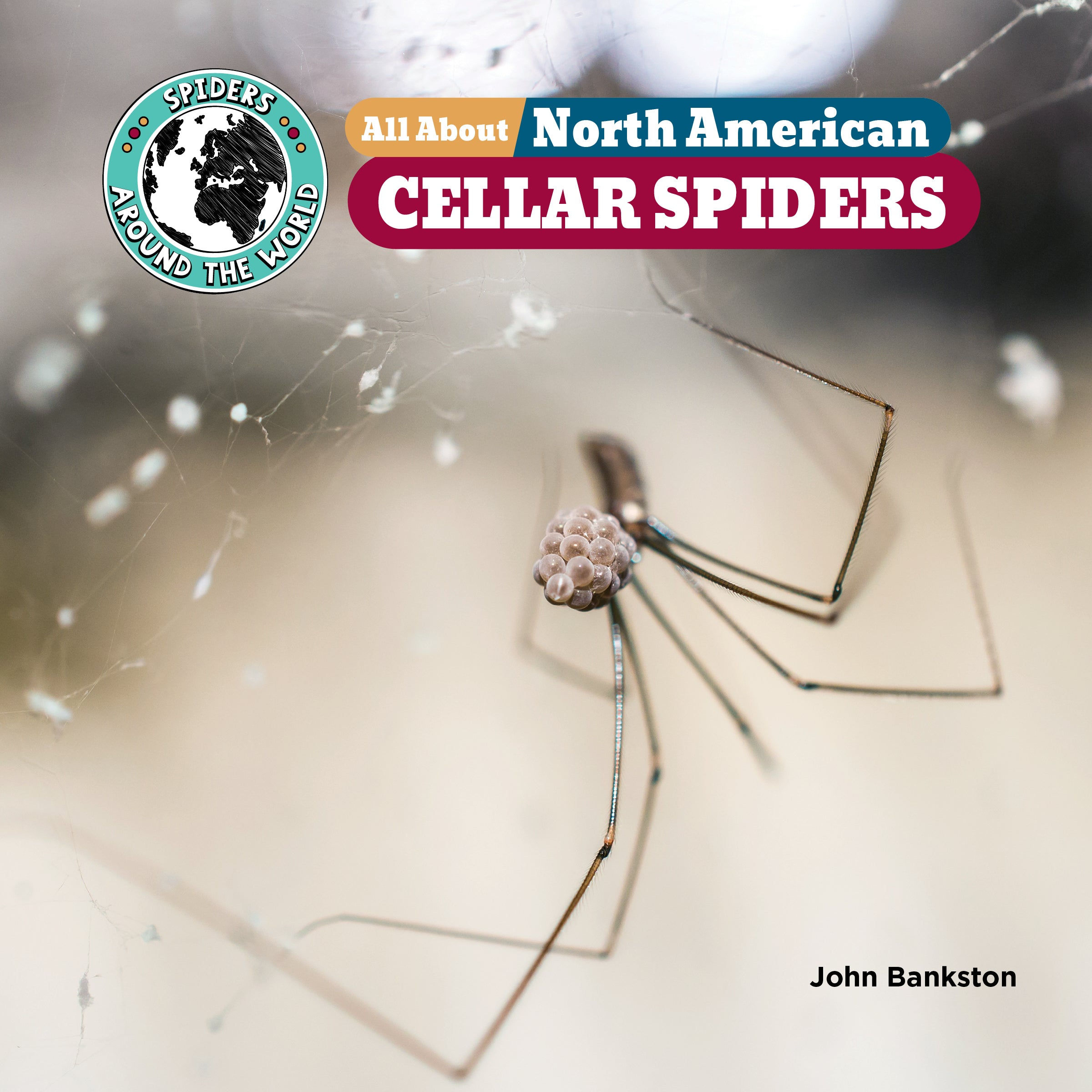 Wallpaper #L_SwOZMBKFX8bn3re3dB250 Cellar Spiders Are Odd Looking They Have Long Thin Legs Their Body