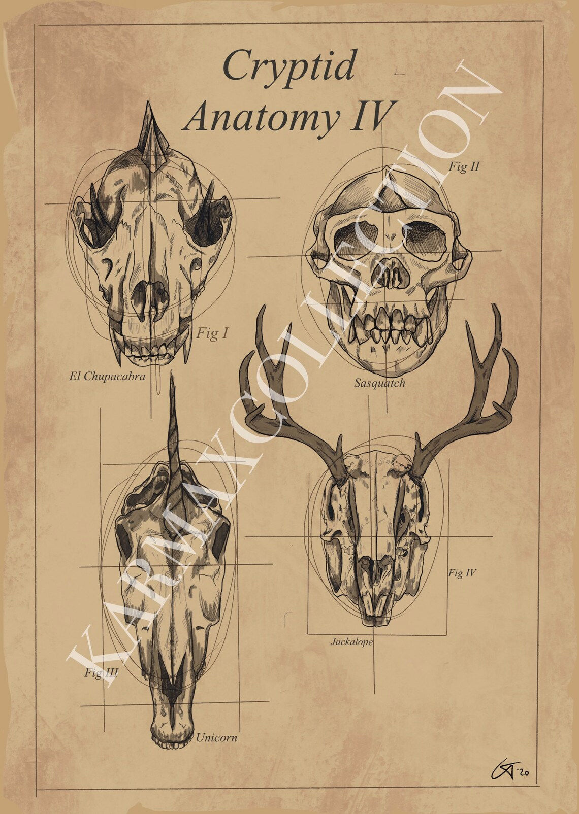 Wallpaper #WWdkEpMBSpphPi3-tvsO258 Cryptid Anatomy A4 Art Print Etsy