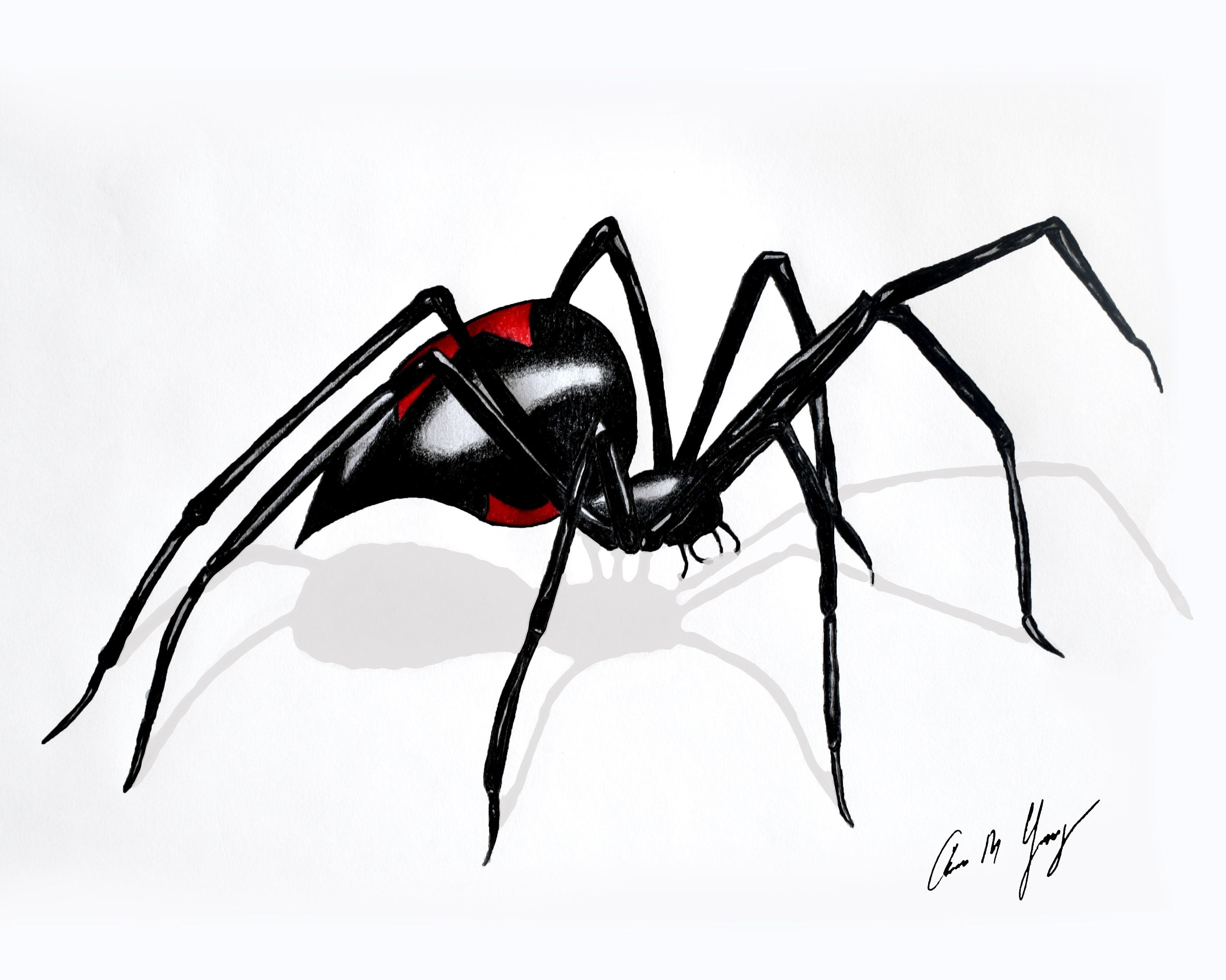 Wallpaper #NvSyOZMBKFX8bn3rzHd0268 8x10 Black Widow Spider Drawing Pen Marker Unique Wall Etsy