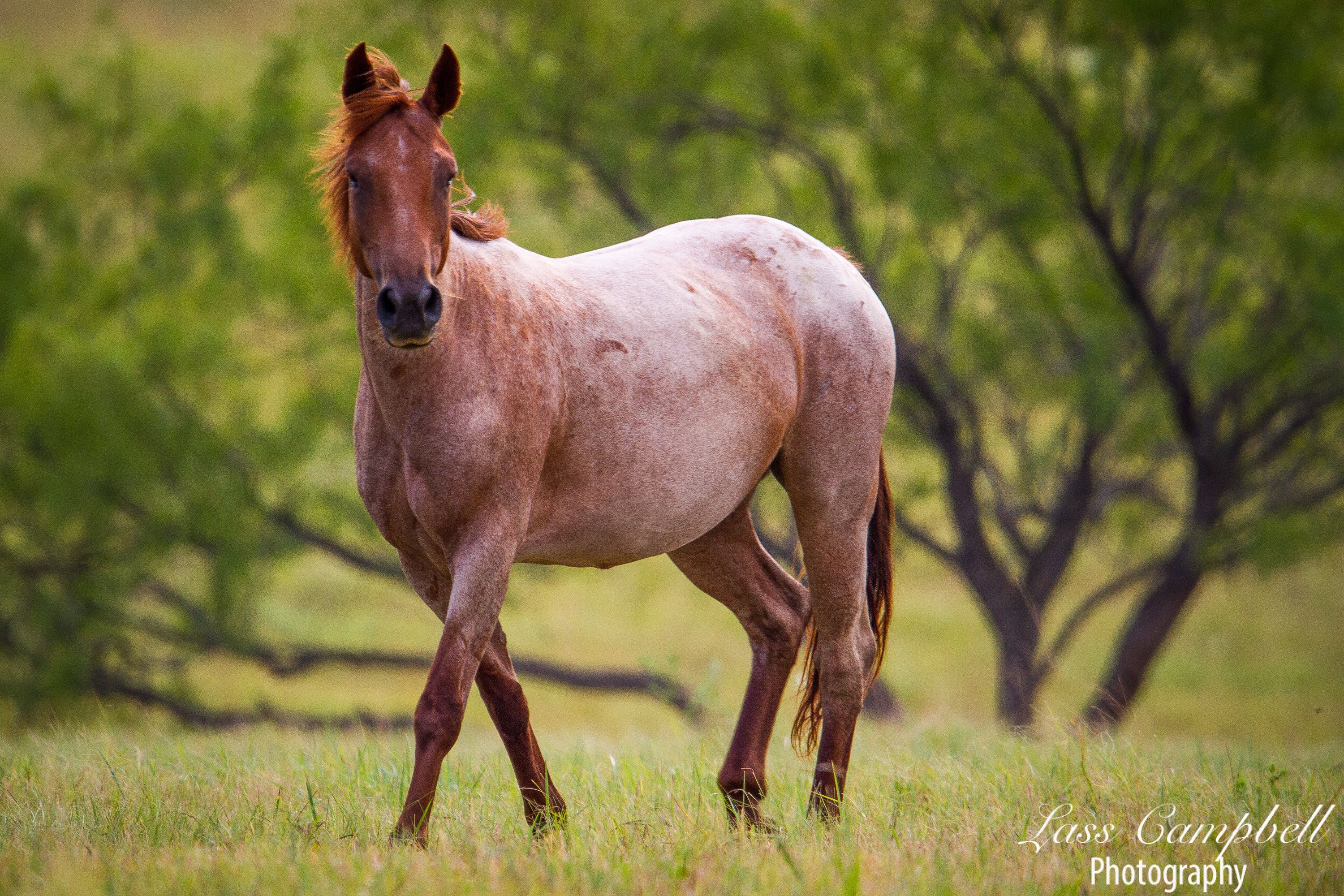 Wallpaper #fEW2j44B7YBJg1BV7p301 Red Roan Mare Mustang Wild Horse Chickasaw Ranch Oklahoma Etsy