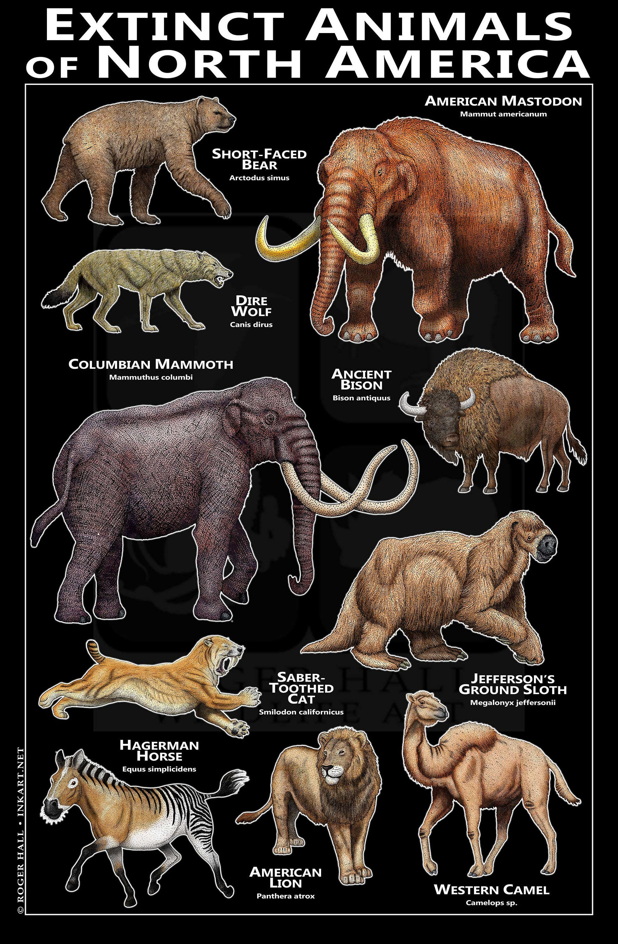 Wallpaper #Yh2rLJMBlOZrFDOkw8sX99 Animals Poster