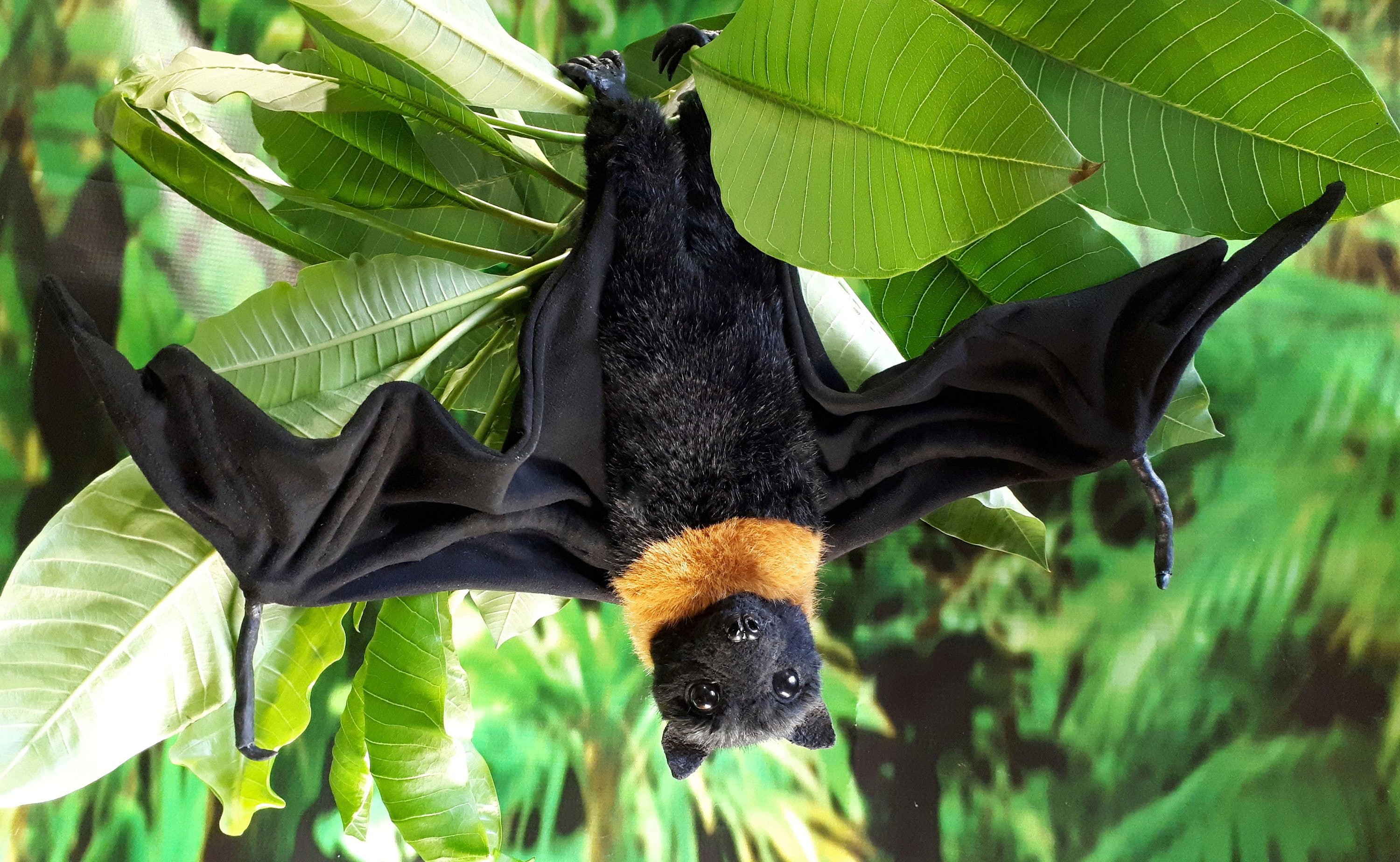 Wallpaper #hmeI95IBSpphPi3-uIae240 Bat Toy Bat Realistic Stuffed Animals Ooak Toysmade to Etsy