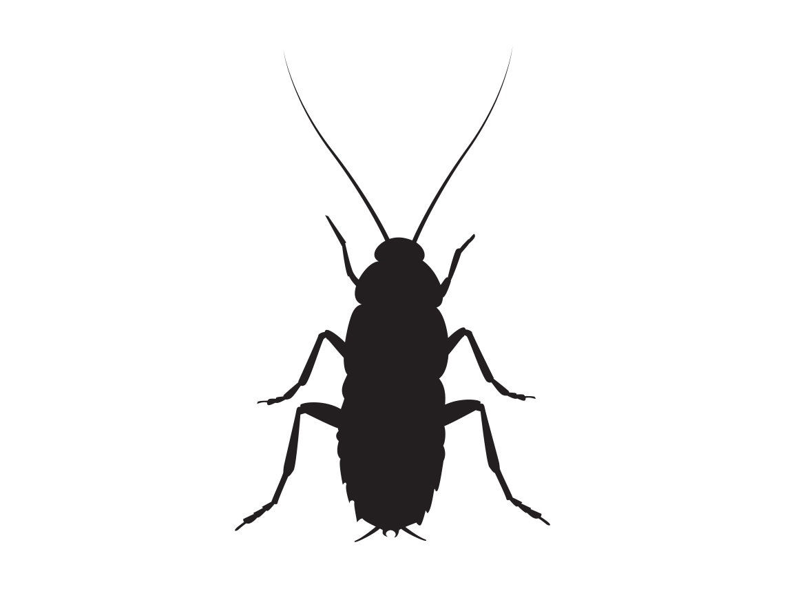 Wallpaper #SWdXCpMBSpphPi3-q9Qk333 Cockroach Silhouette Svg Cockroach Svg Cockroach Clipart Cockroach