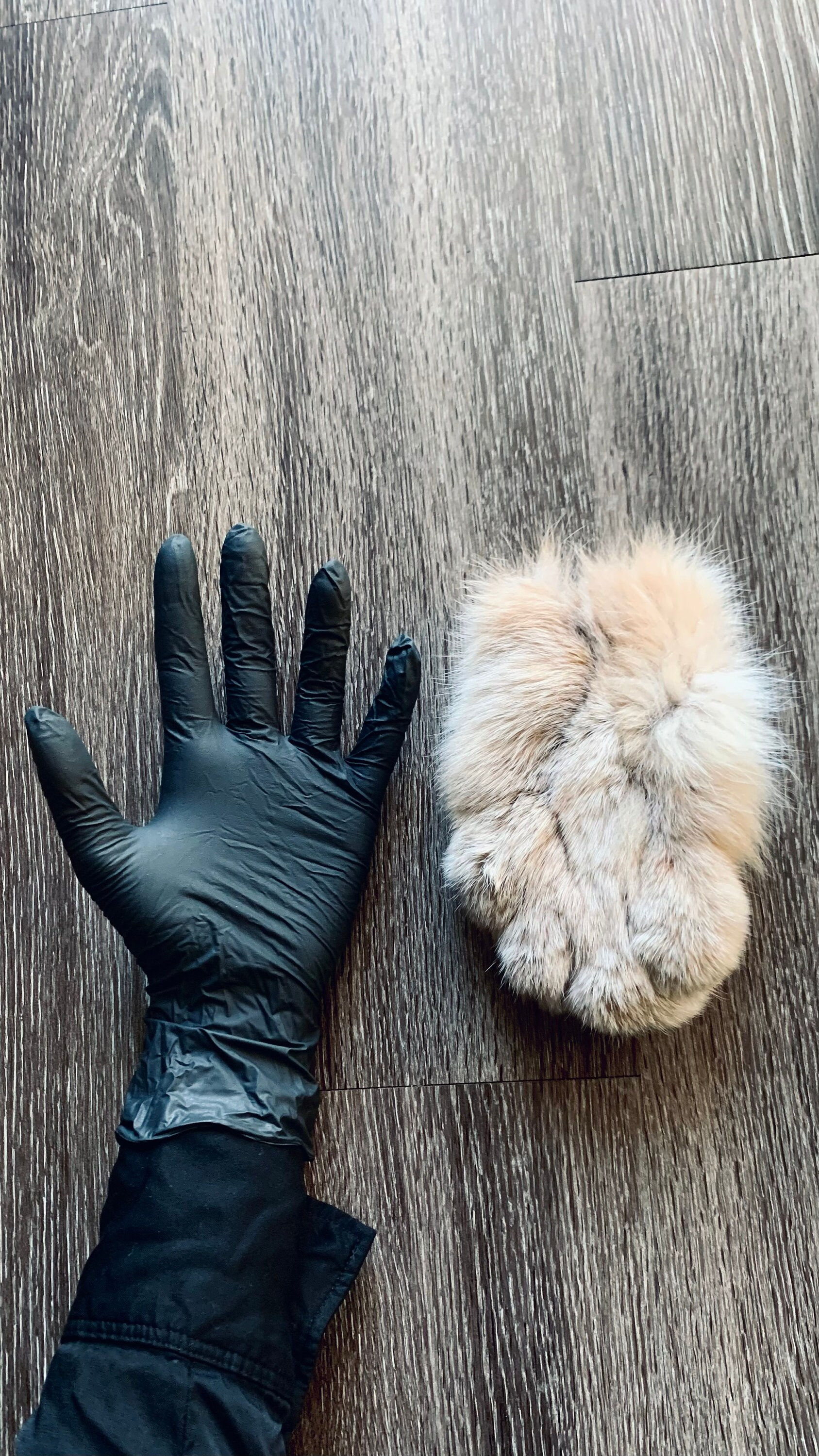 Wallpaper #4m0gaJcBycdYOYFT828T64 Lynx Paws Genuine Lynx Paws with Claws Etsy