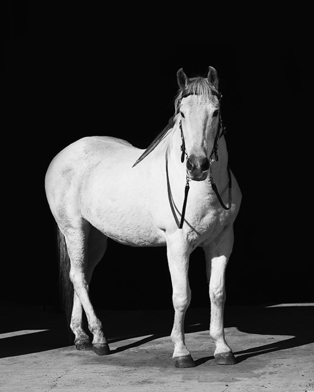 Wallpaper #bWfaEpMBSpphPi3-4_0h122 White Horse with Black Background Physical Print Horse Etsy