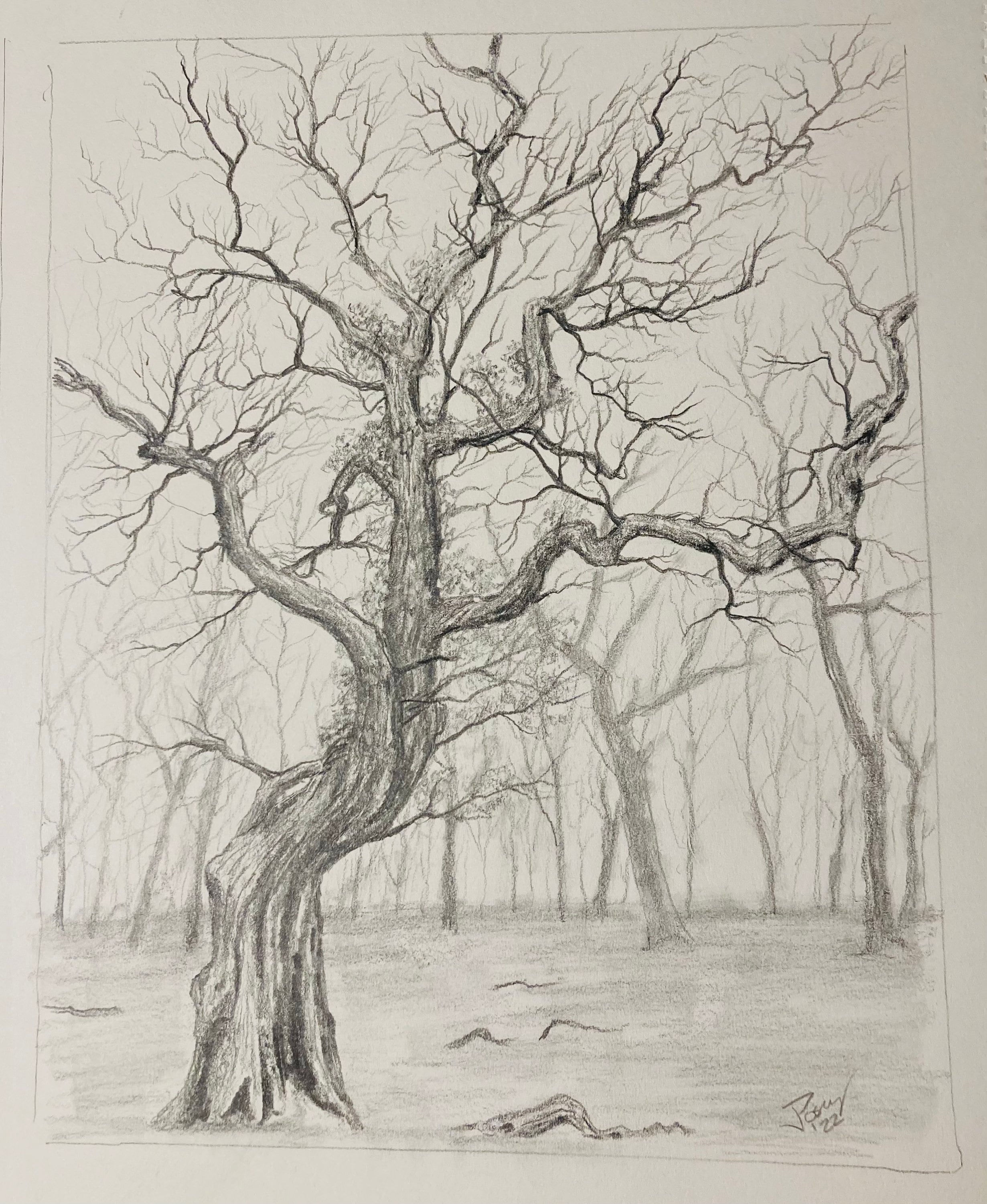 Wallpaper #BWgvFZMBSpphPi3-Zwec66 Update 73 Pencil Tree Sketch Ineteachers