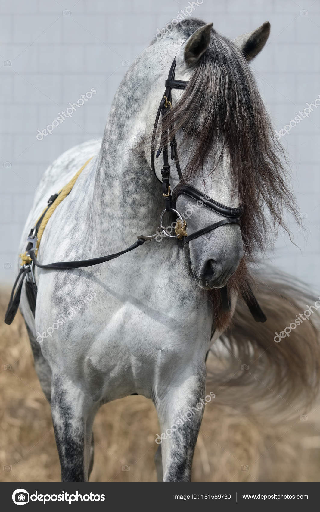 Wallpaper #ovBcgJcBi4JM6agGYCEx8 Light Gray Horse with Long Dark Gray Forelock Stock Photo by Tristana