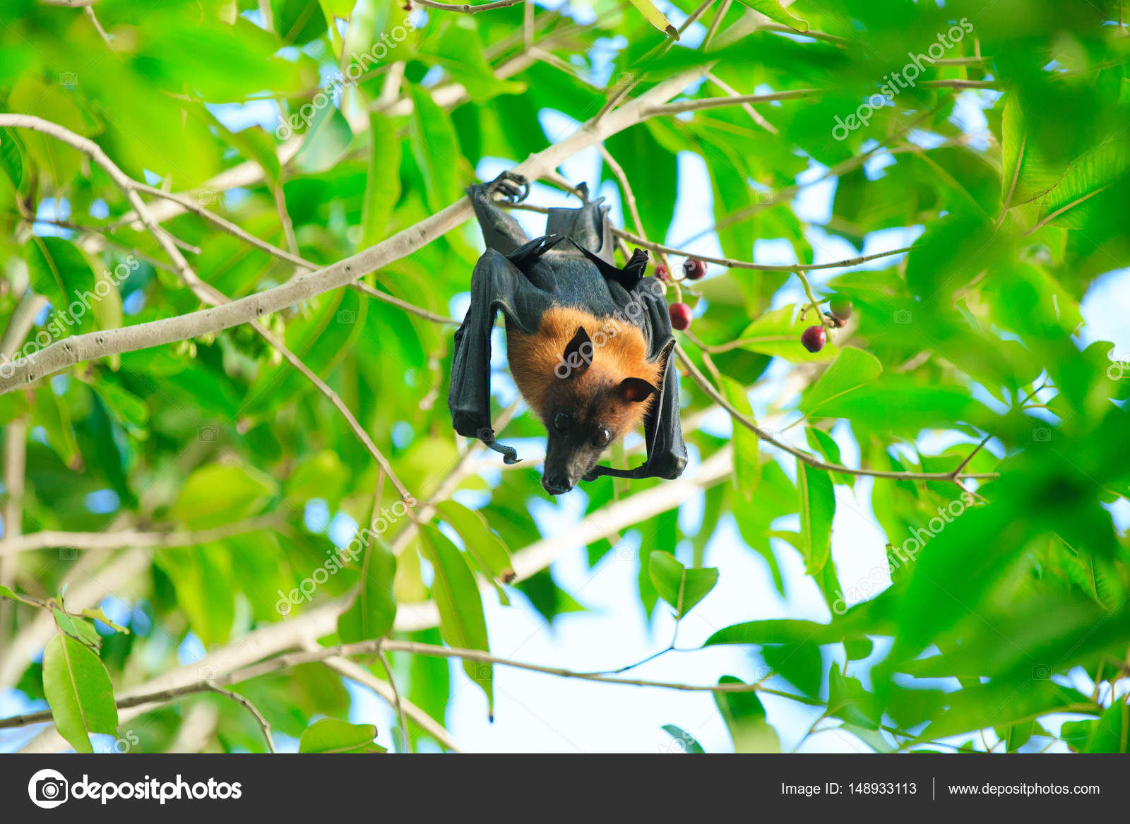 Wallpaper #2mdTDJMBSpphPi3-nt1P66 Bat Hanging on a Tree Branch Stock Photo Pakhnyushchyy 148933113