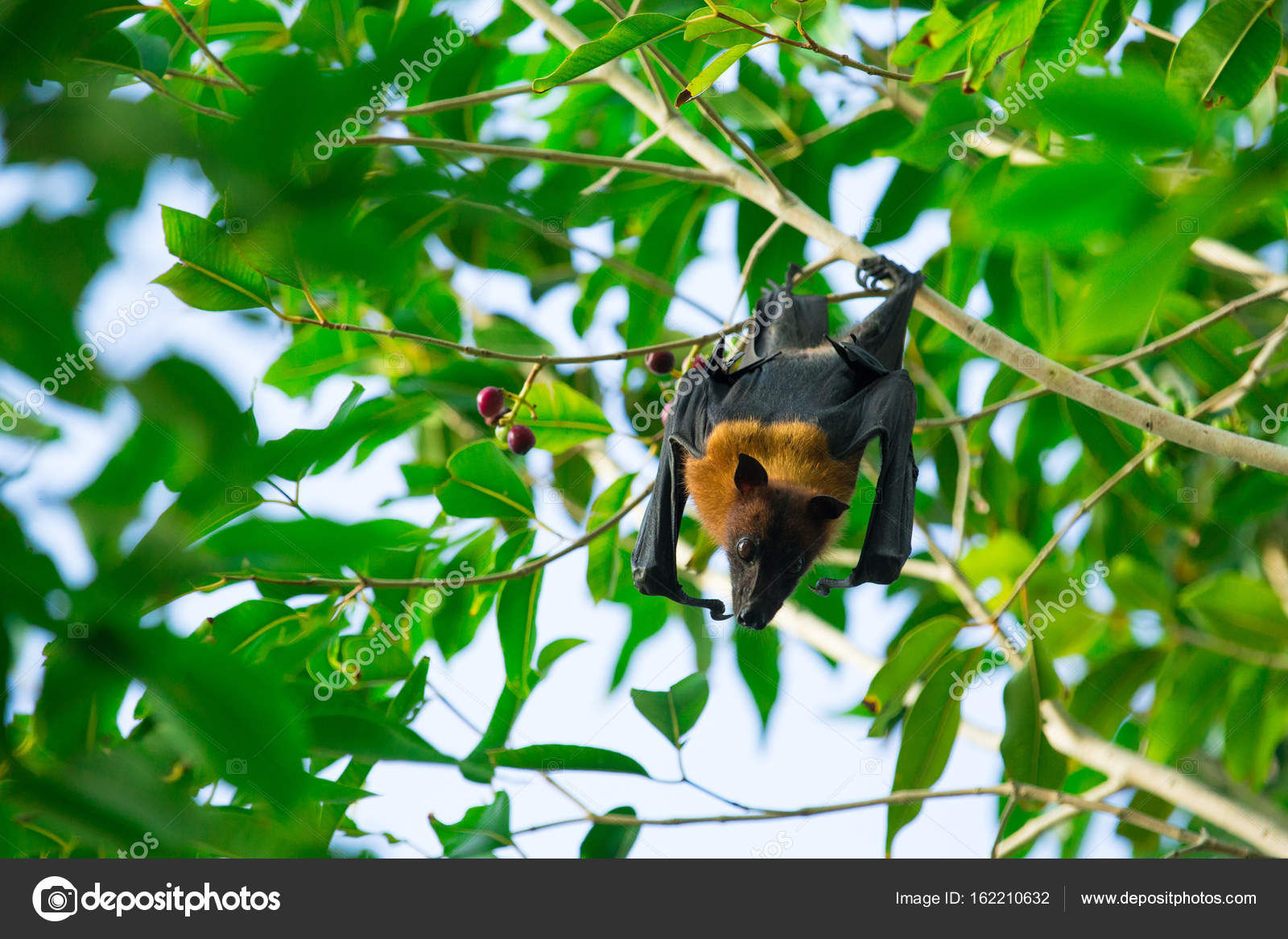 Wallpaper #2mdTDJMBSpphPi3-nt1P39 Bats Hanging from a Tree Rodant Photo 99d