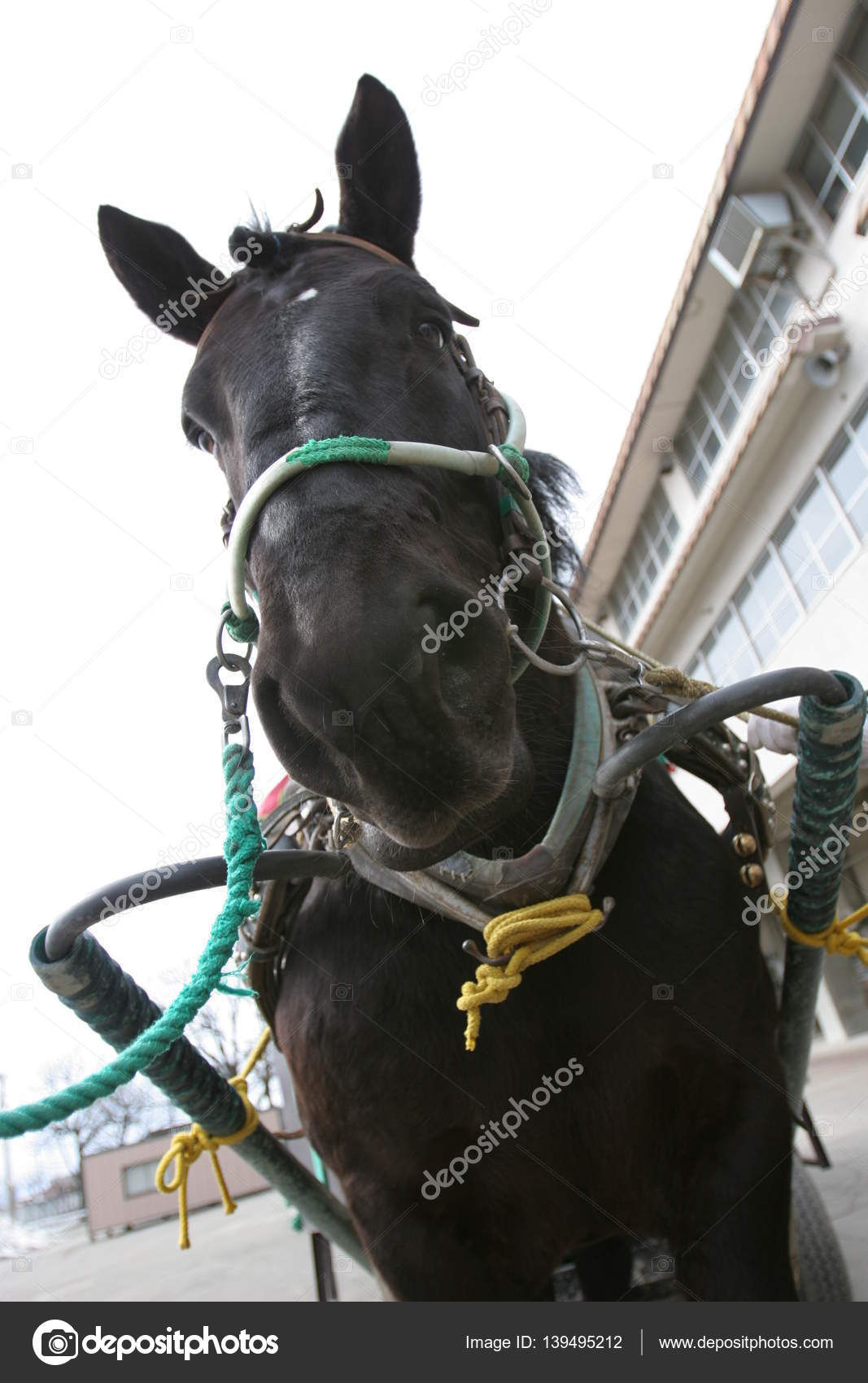Wallpaper #CR2YLJMBlOZrFDOk0ssm222 Cute Black Horse Stock Photo by Topphoto 139495212
