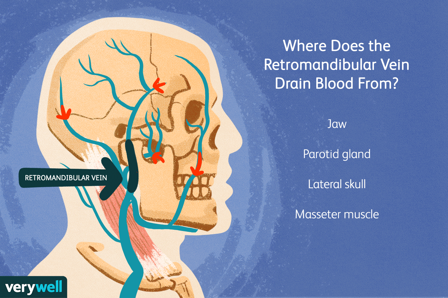 Wallpaper #pWinHpMBSpphPi3-rCnt66 Retromandibular Vein Parotid