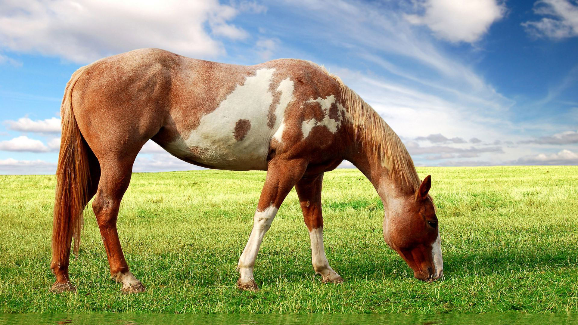 Wallpaper #9h2ULJMBlOZrFDOkbsoH175 Horse Wallpapers Best Wallpapers