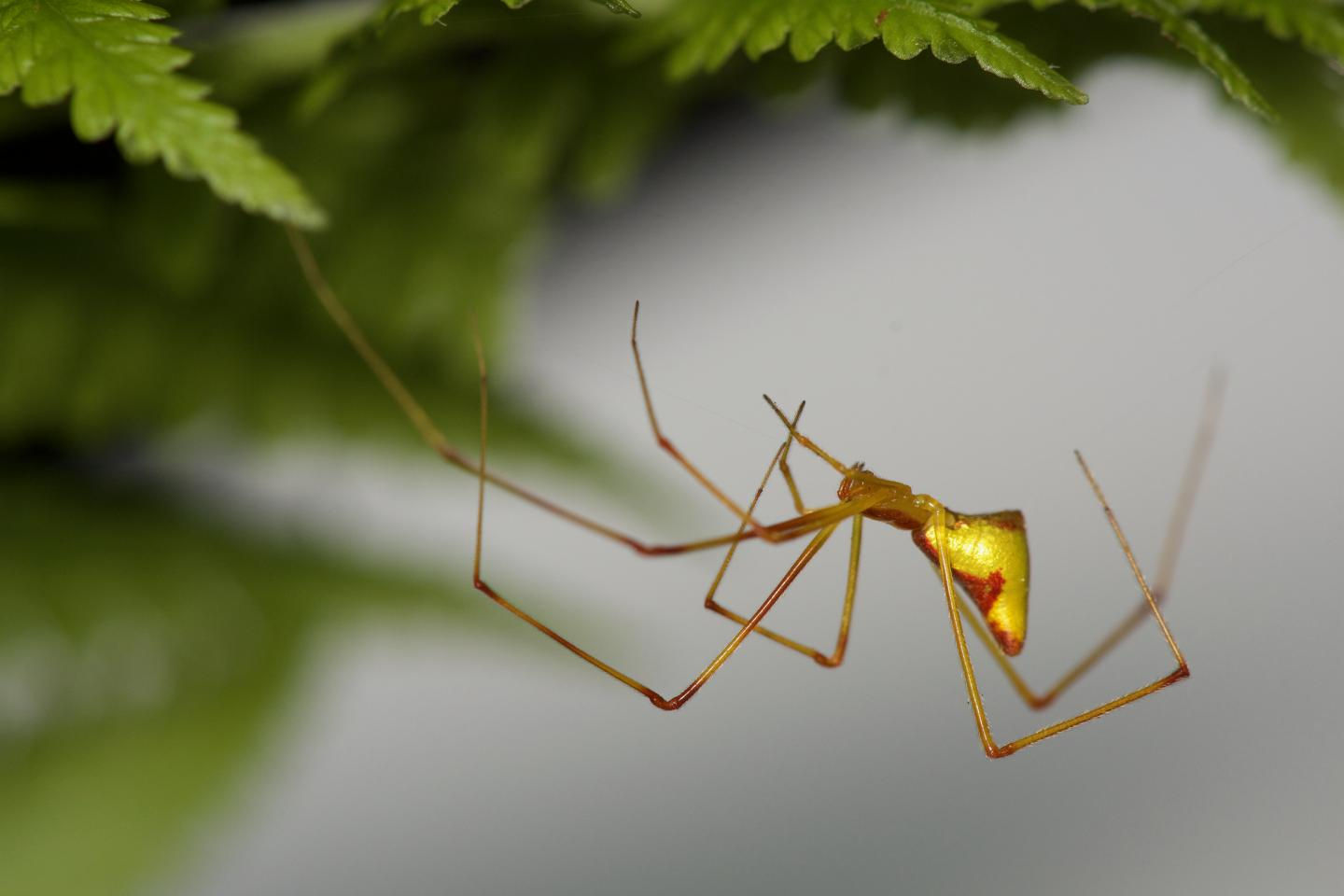 Wallpaper #aBnOEo8BtGB6xQ782GQk10 Colonising Spiders Evolve the Same Three Forms Cosmos Magazine