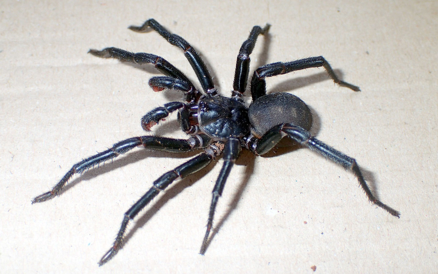 Wallpaper #ce6bd Giant Spider on the Ceiling of an Abandoned Psychiatric Hospital R