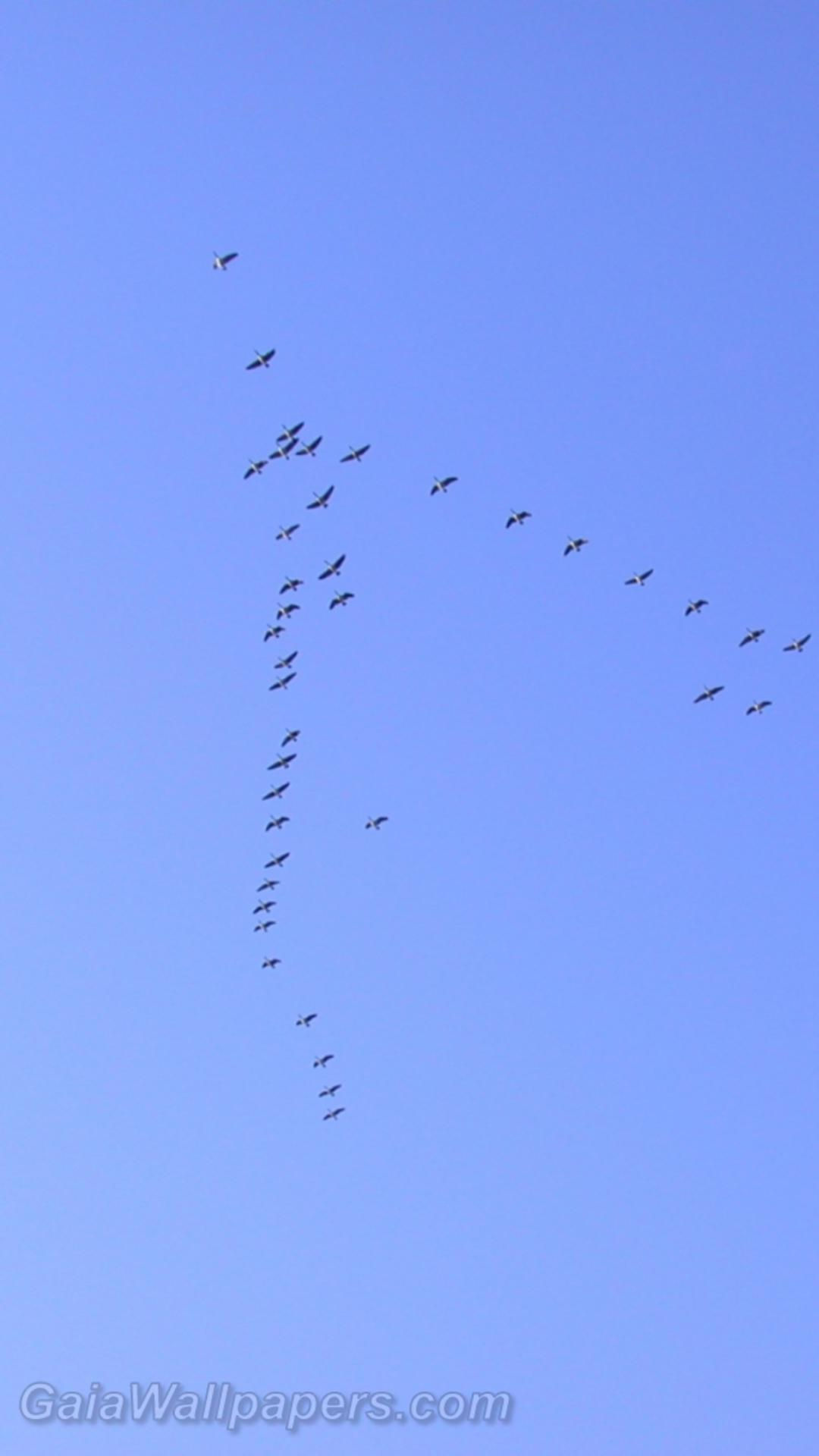 Wallpaper #4334F Canada Goose Migration a Complete Guide Birdfact