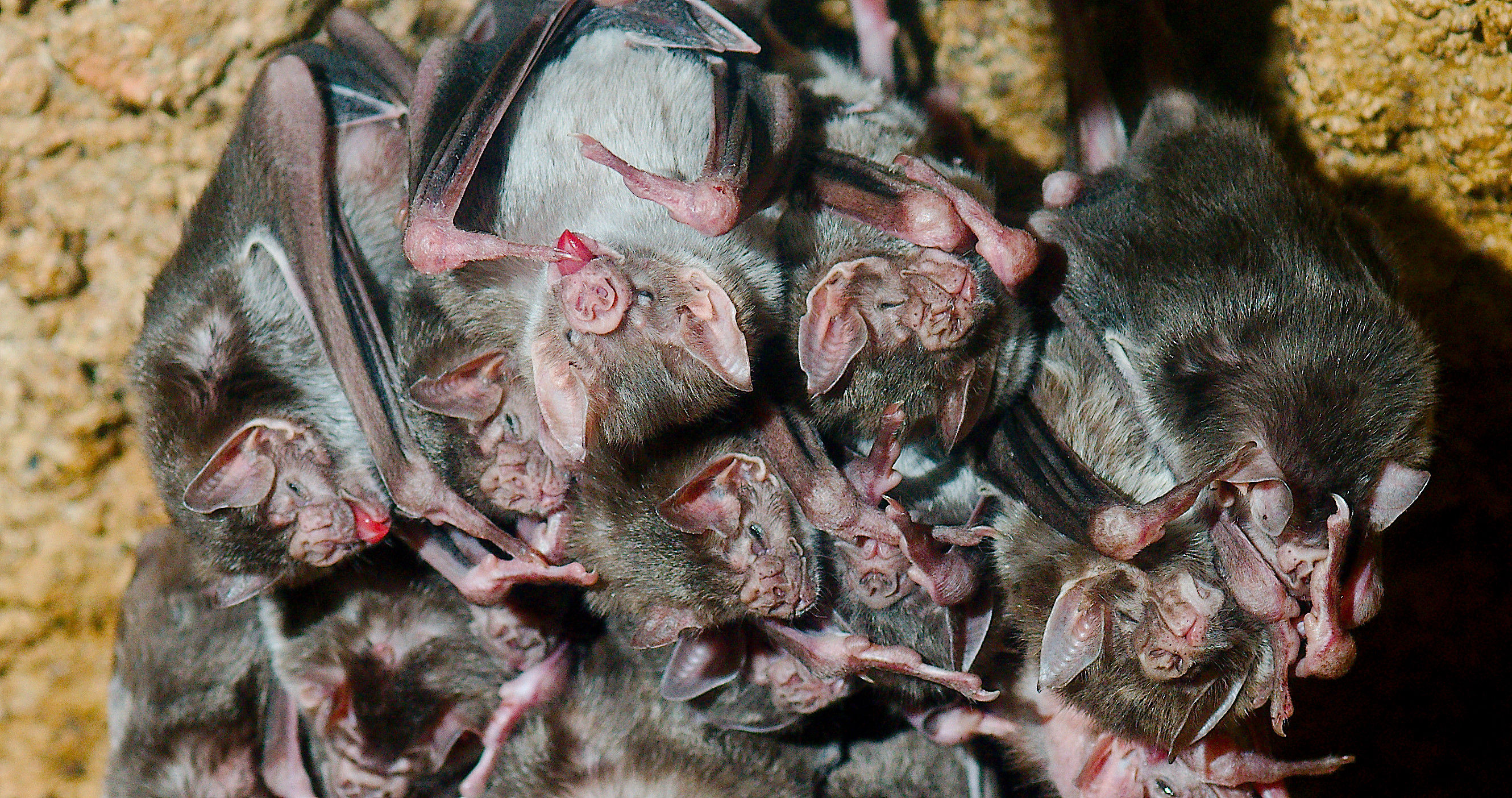 Wallpaper #r3KDMpMBX2lk1u3ogFrF267 Even Fake Illness Affects Relationships Among Vampire Bats