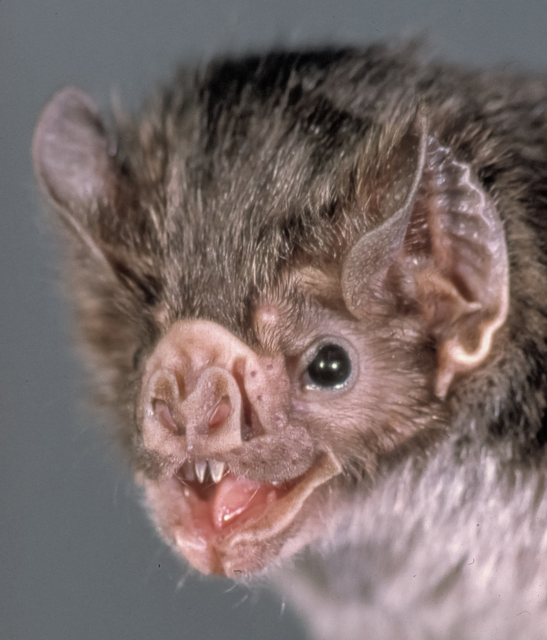 Wallpaper #r3KDMpMBX2lk1u3ogFrF39 Vampire Bats Smithsonian Institution