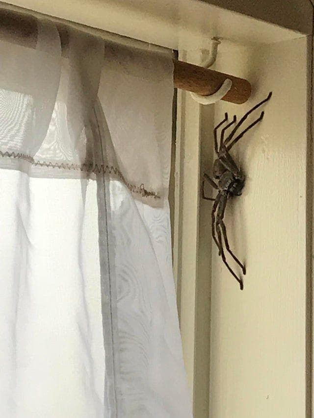 Wallpaper #0py84pIBZHQxiYarPcGv270 17 Scary Photos of Spiders Hiding Where They Shouldnt Be
