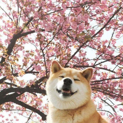 Wallpaper #r0DaL5MBJhL2WPba574_175 The 15 Best Apex Legends Streamers You Should Be Watching