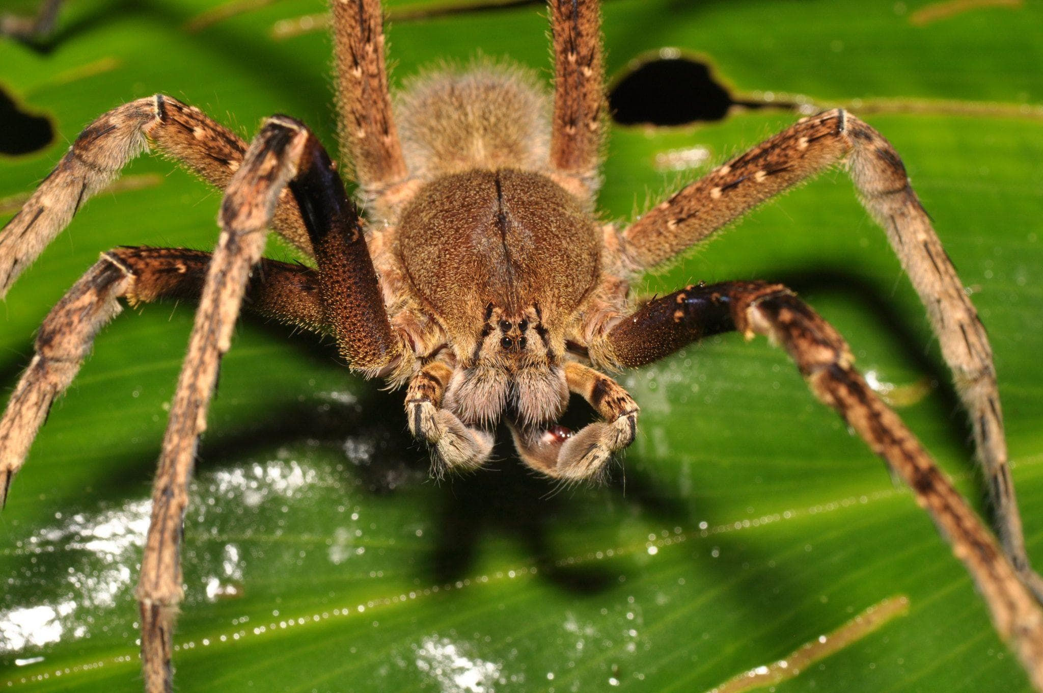 Wallpaper #8mcd_JIBSpphPi3-Y5bW147 Deadly Spiders Ranked by How Fast Their Venom Will Kill You