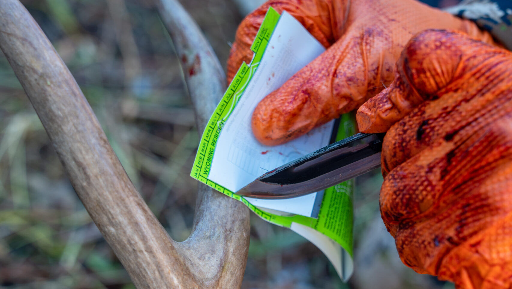 Wallpaper #FmiZE5MBSpphPi3-2gHs165 Hunting License Sales Have Fallen Back to Pre Pandemic Levels Outdoor