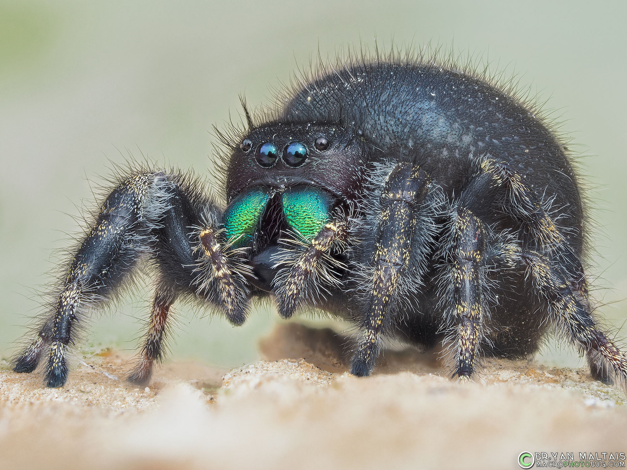 Wallpaper #wmfS65IBSpphPi3-9k4K139 How to Get Super Magnification for Insect Macro Photography