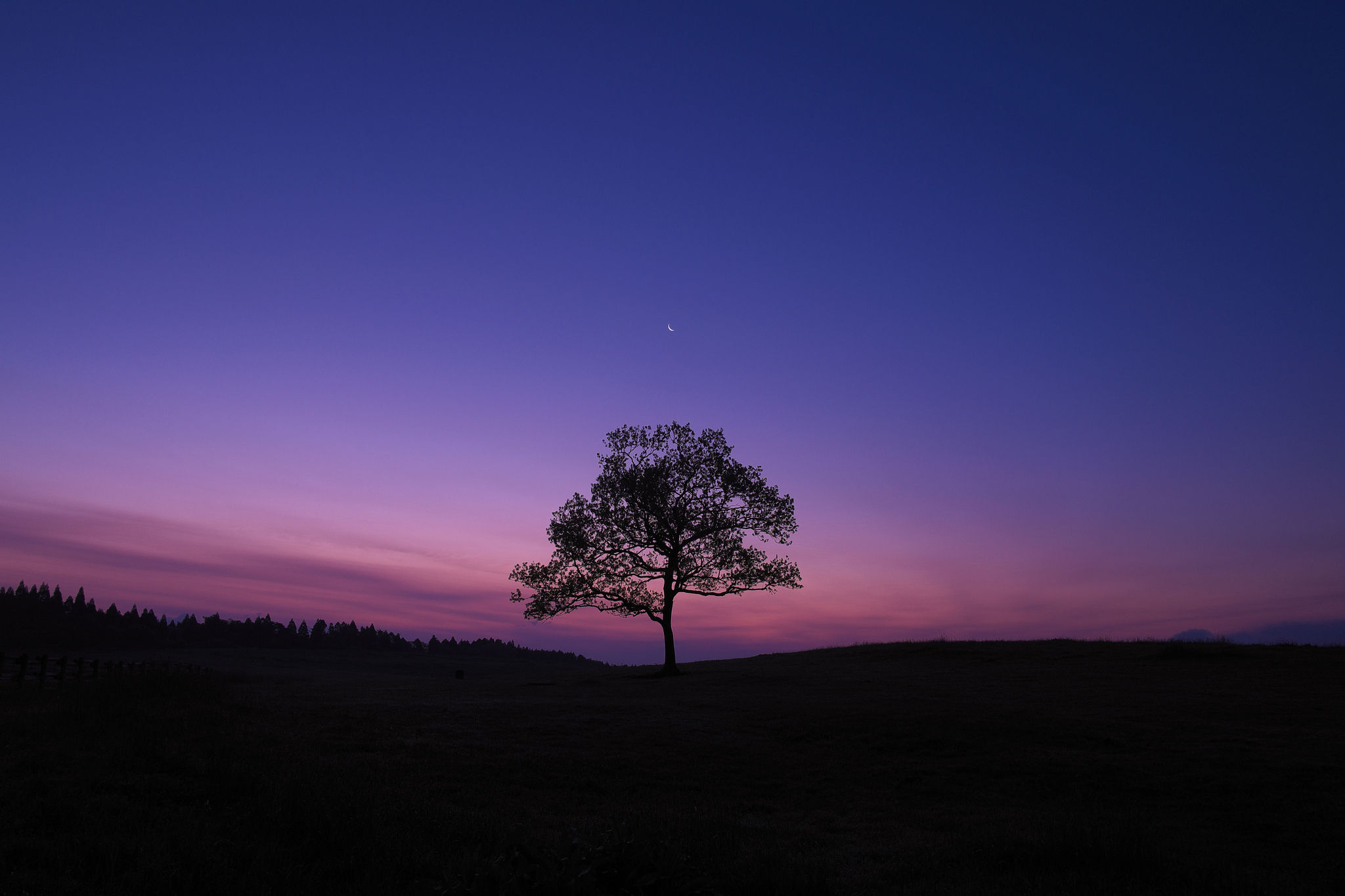 Wallpaper #2mhXIpMBSpphPi3-pTKE259 Dark Sky Tree Purple Sky Nature Wallpaper HD Nature 4K Wallpapers