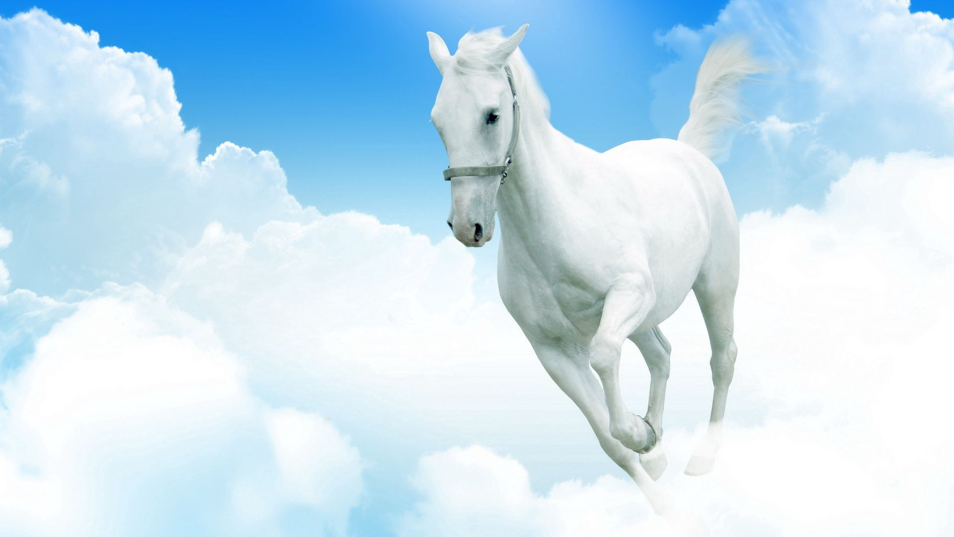 Wallpaper #Gx2aLJMBlOZrFDOk68sw276 Download Wallpaper 1920x1080 White Horse Clouds Jumping Full HD Hdtv