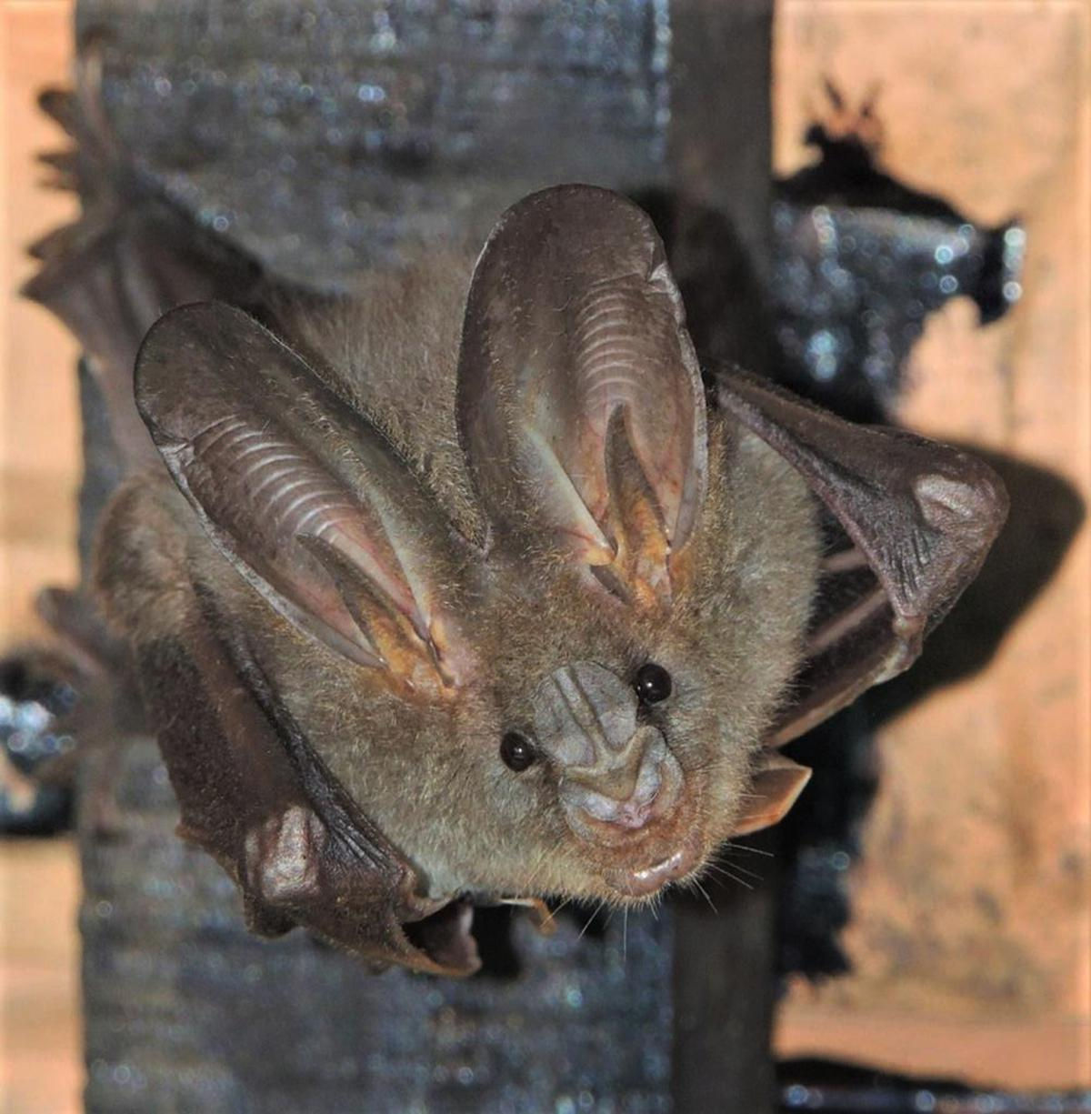 Wallpaper #r3KDMpMBX2lk1u3ogFrF331 Radio Tracking Study Conducted by Iisc Reveals Greater Predation Risk