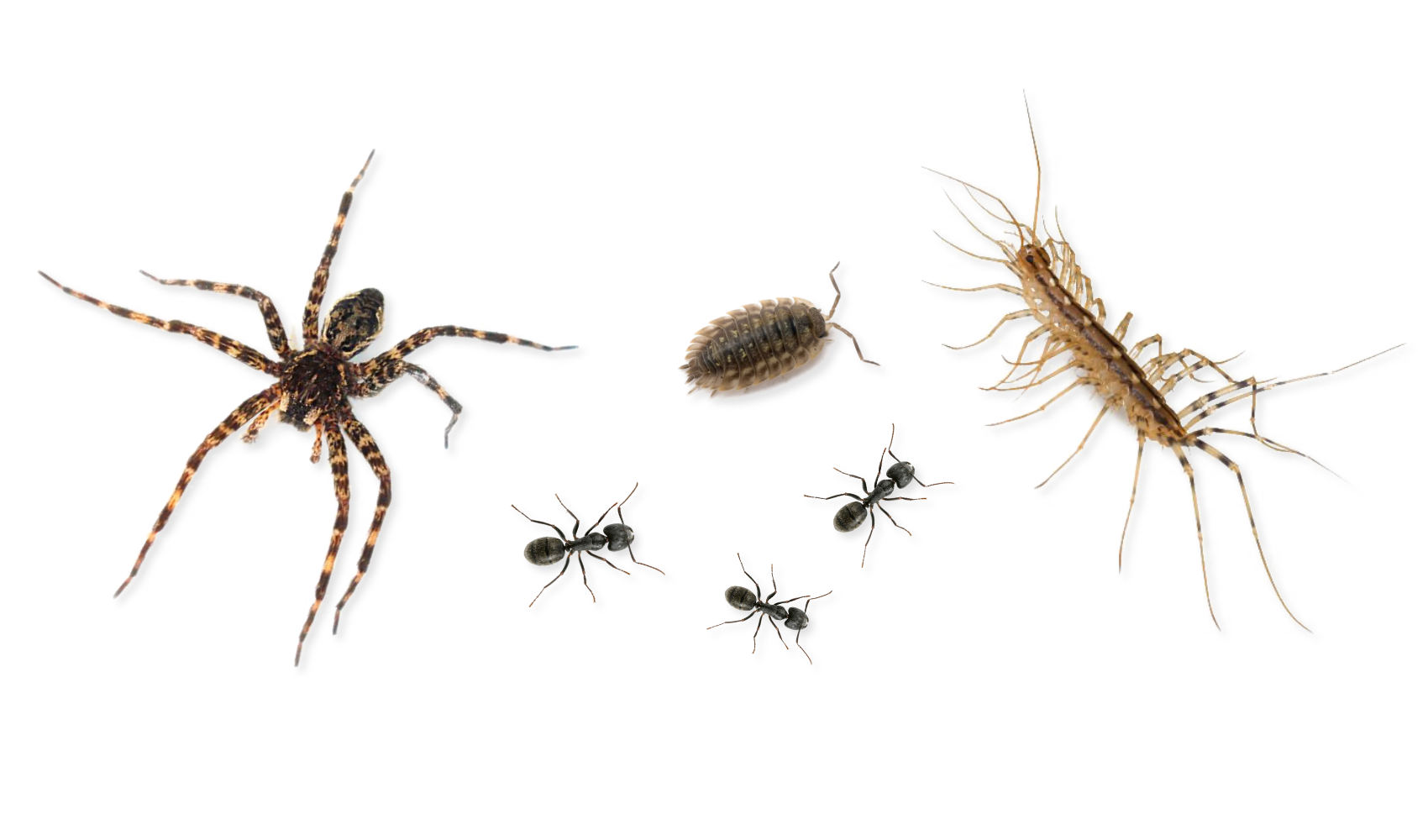 Wallpaper #vmczCZMBSpphPi3-o86c349 Crawling Insects Adams Pest Control