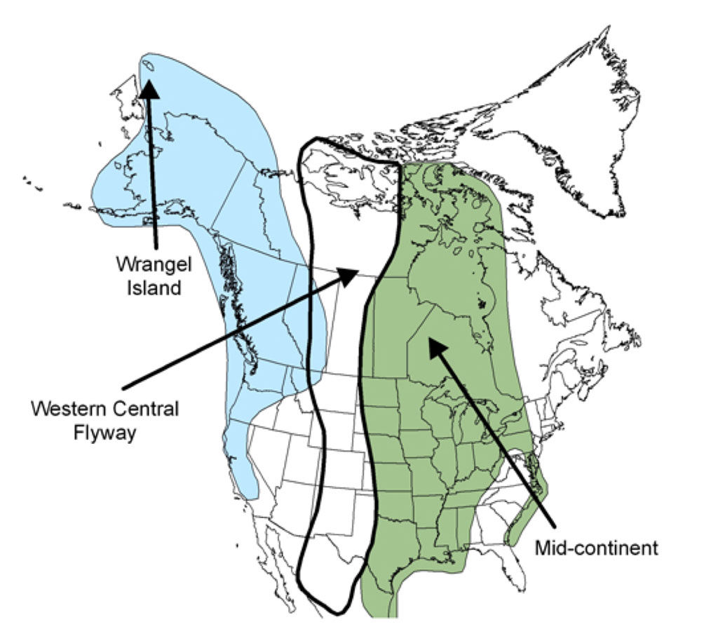 Wallpaper #4334F Canada Goose Migration a Complete Guide Birdfact