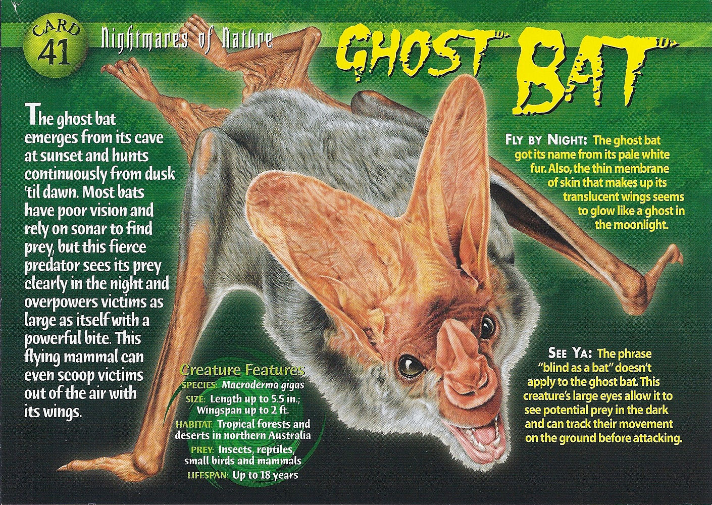 Wallpaper #dfTIOpMBKFX8bn3roXlL40 Ghost Bat Wierd Nwild Creatures Wiki