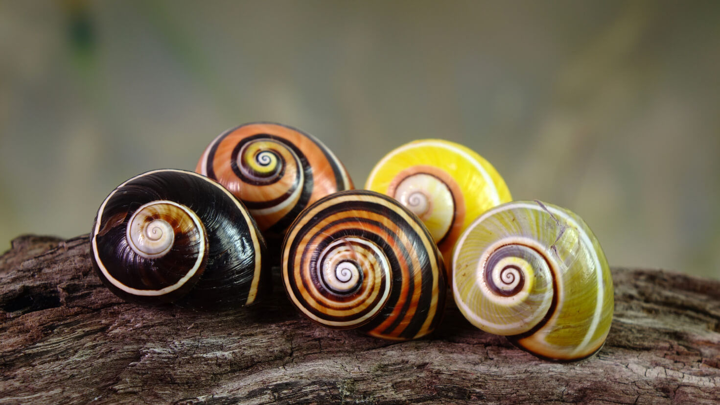 Wallpaper #7DE0NZMB5zzyi_yYk1WD329 Cuban Painted Snail Guess Who Won the Title the Most Beautiful Snail