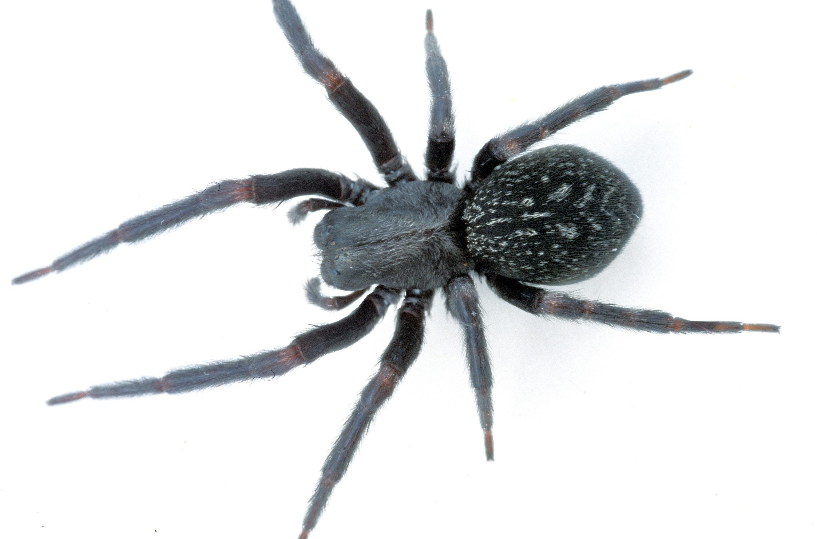Wallpaper #8mcd_JIBSpphPi3-Y5bW156 Beware the 10 Most Venomous Spiders in Australia First Styler