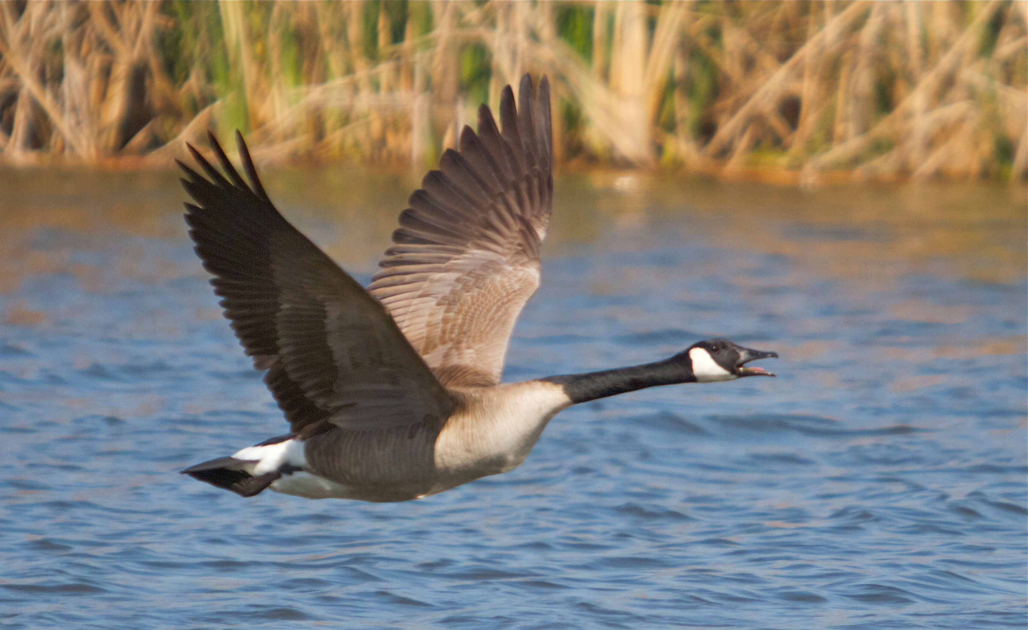 Wallpaper #4334F Canada Goose Migration a Complete Guide Birdfact