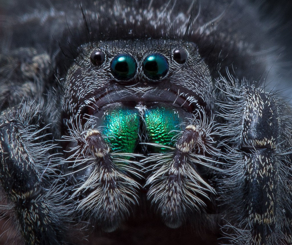 Wallpaper #e2dv9JIBSpphPi3-JXru199 Jumping Spider Closeup Found One of the Biggest Jumping Sp Flickr