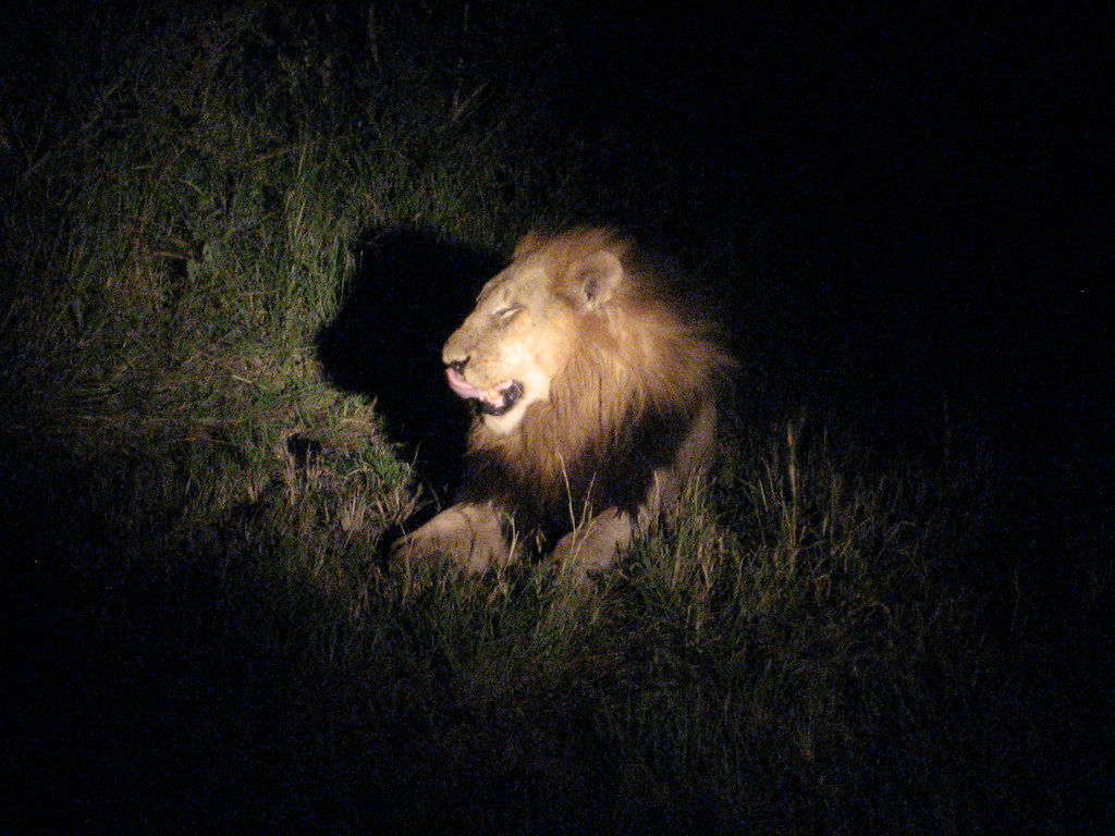 Wallpaper 354B4 Male Lion Hunting at Night 1 Andrew Yeoman Flickr HD Wallpaper 354B4