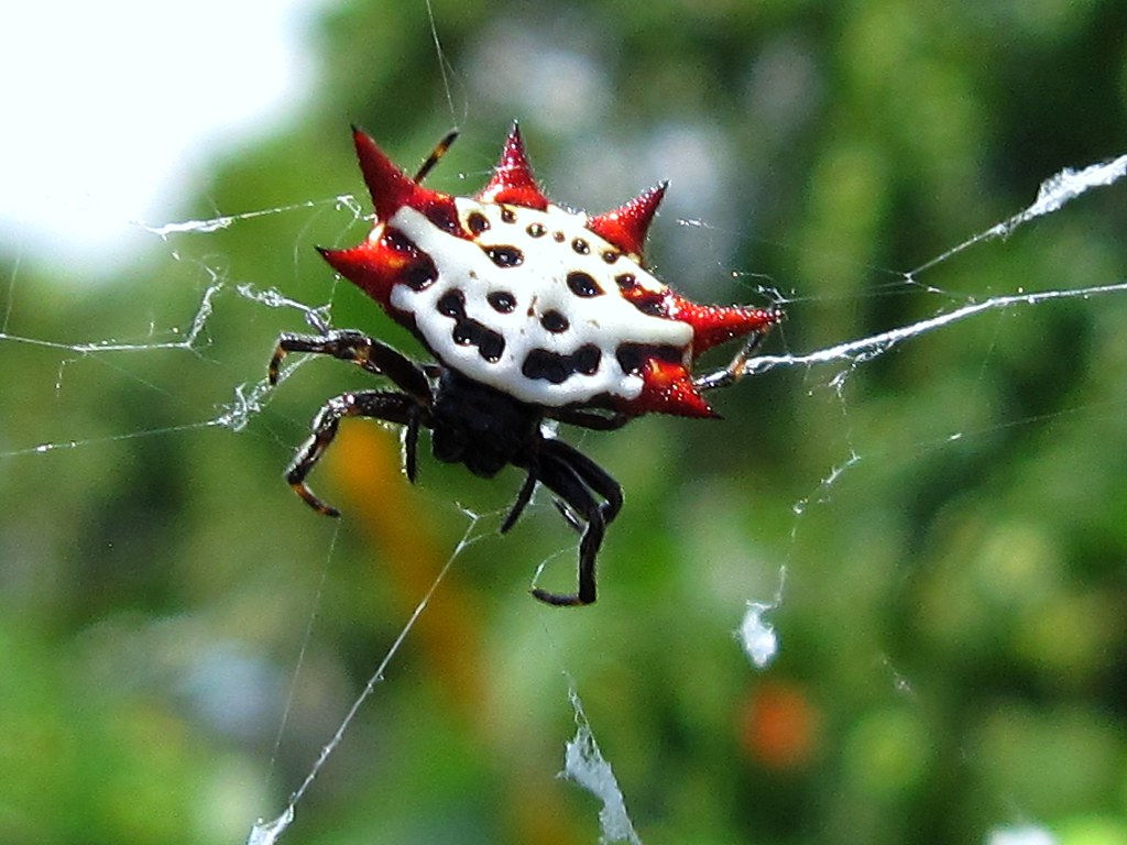 Wallpaper #R_S4OZMBKFX8bn3rxndT264 Scary Spider Macro Miami Fl USA Thanks Everyones Chec Flickr