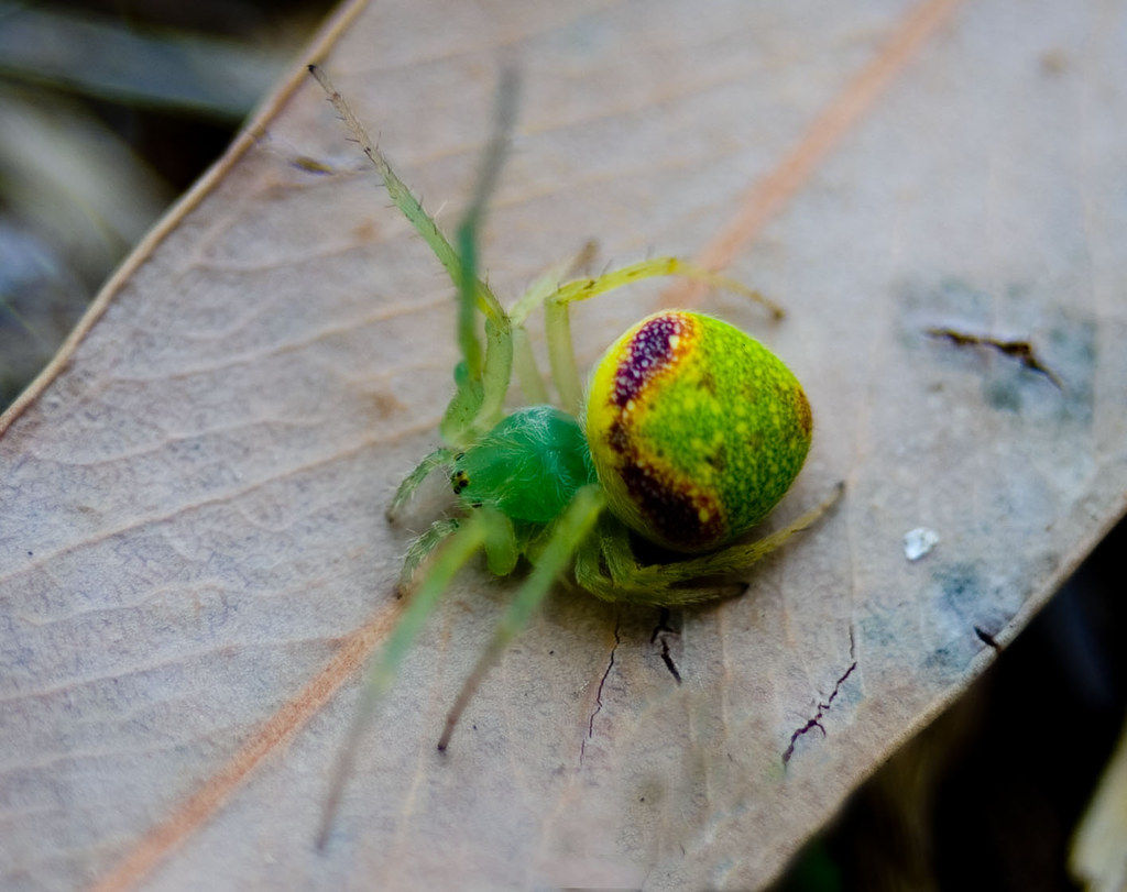 Wallpaper #-vQcOpMBKFX8bn3rt3dJ223 Tiny Green Spider Two of These Tiny Green Spiders Under Flickr