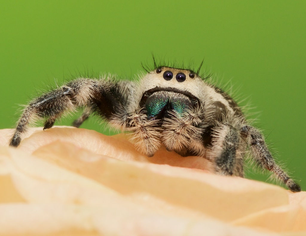 Wallpaper #e2dv9JIBSpphPi3-JXru184 Jumping Spider 1 Jumping Spiders Contain Over 5000 Specie Flickr